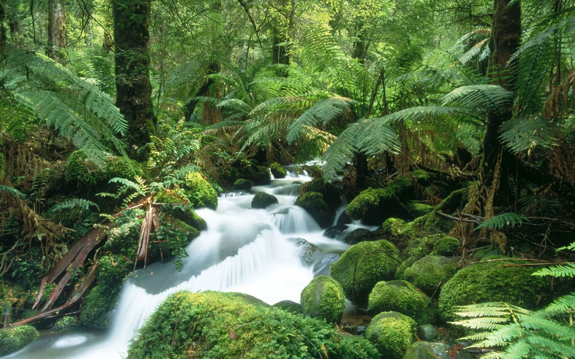 Cement Creek, Yarra Ranges National