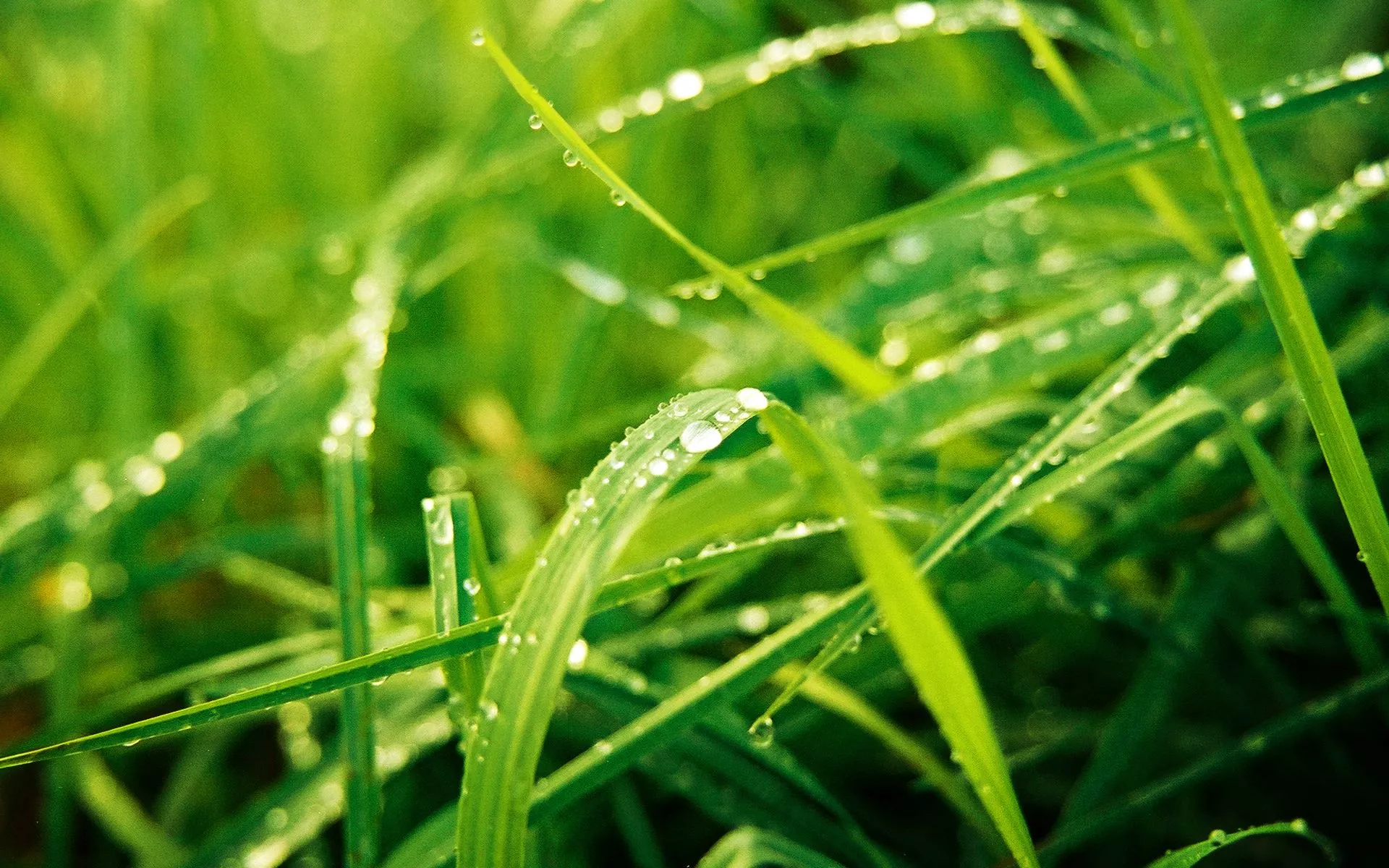 Nature Wallpaper Set 33