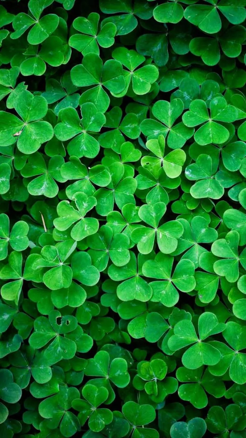 HD lucky clover wallpaper