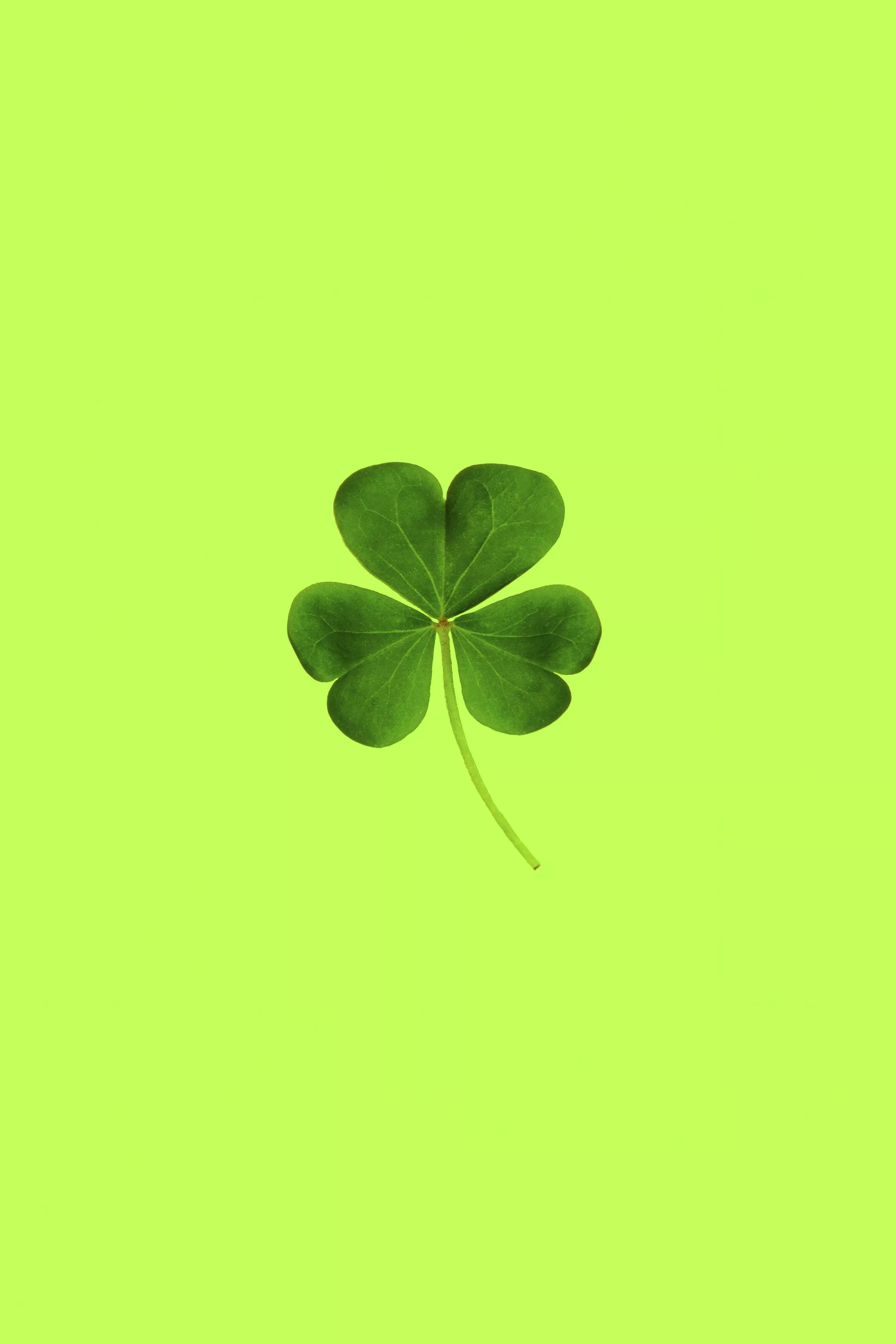 Leaf Clover Picture. Download Free