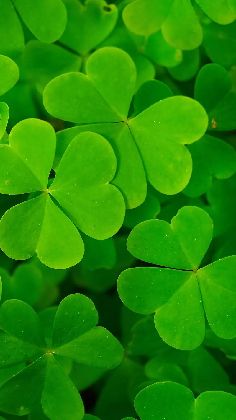 Lucky Clover, green, ireland, irish