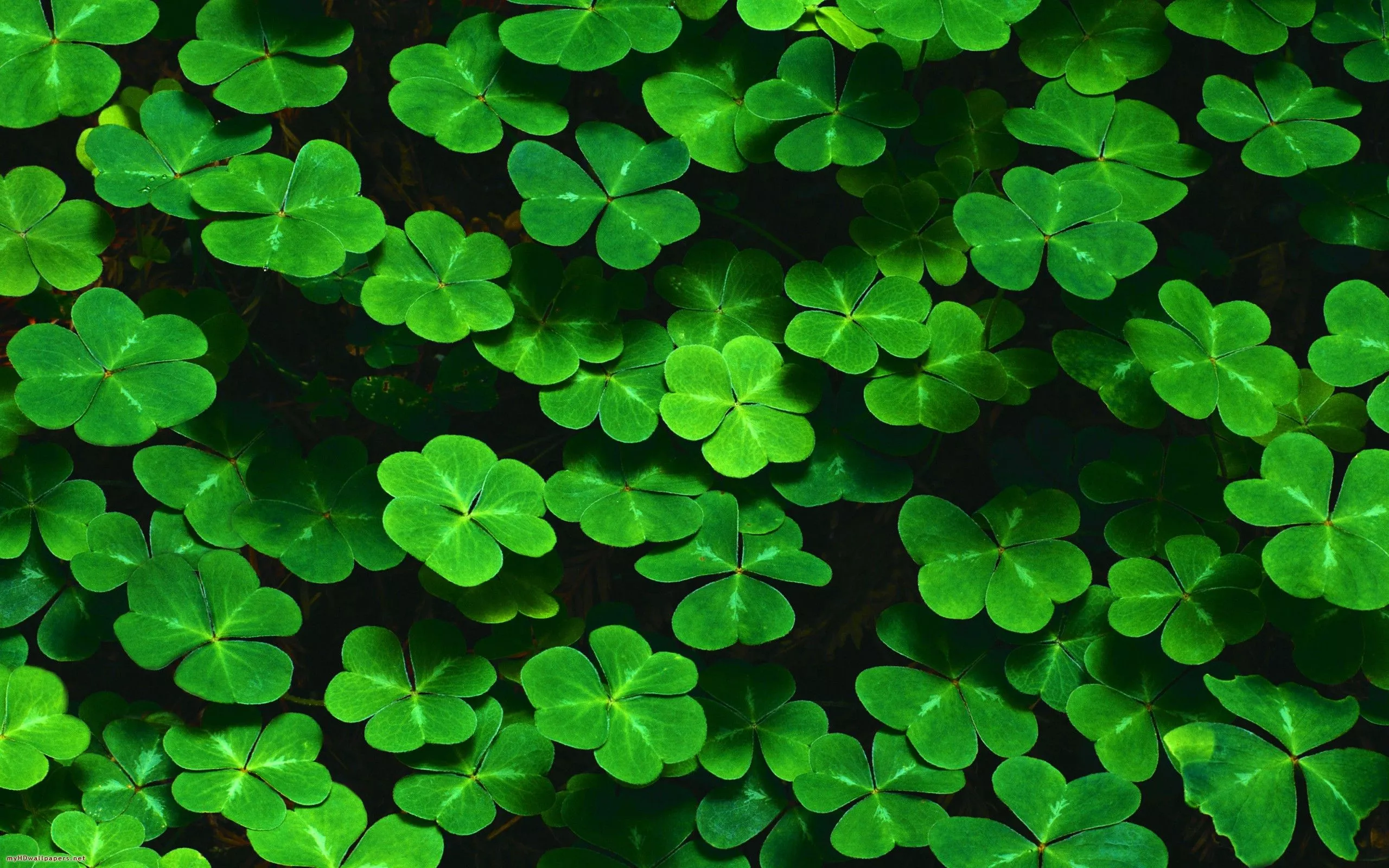 Clover Wallpaper