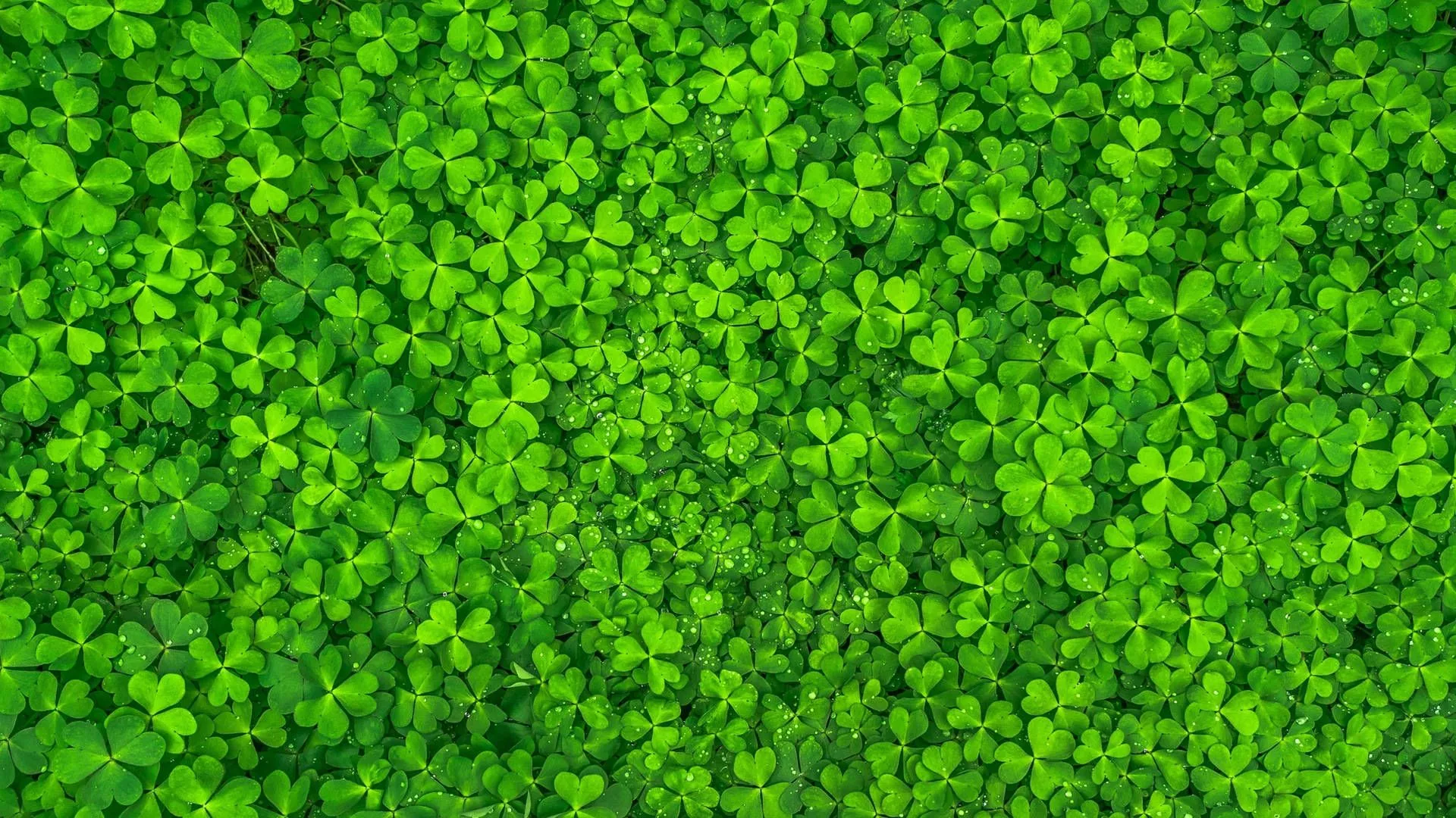 Download Green Lucky Clover Wallpaper