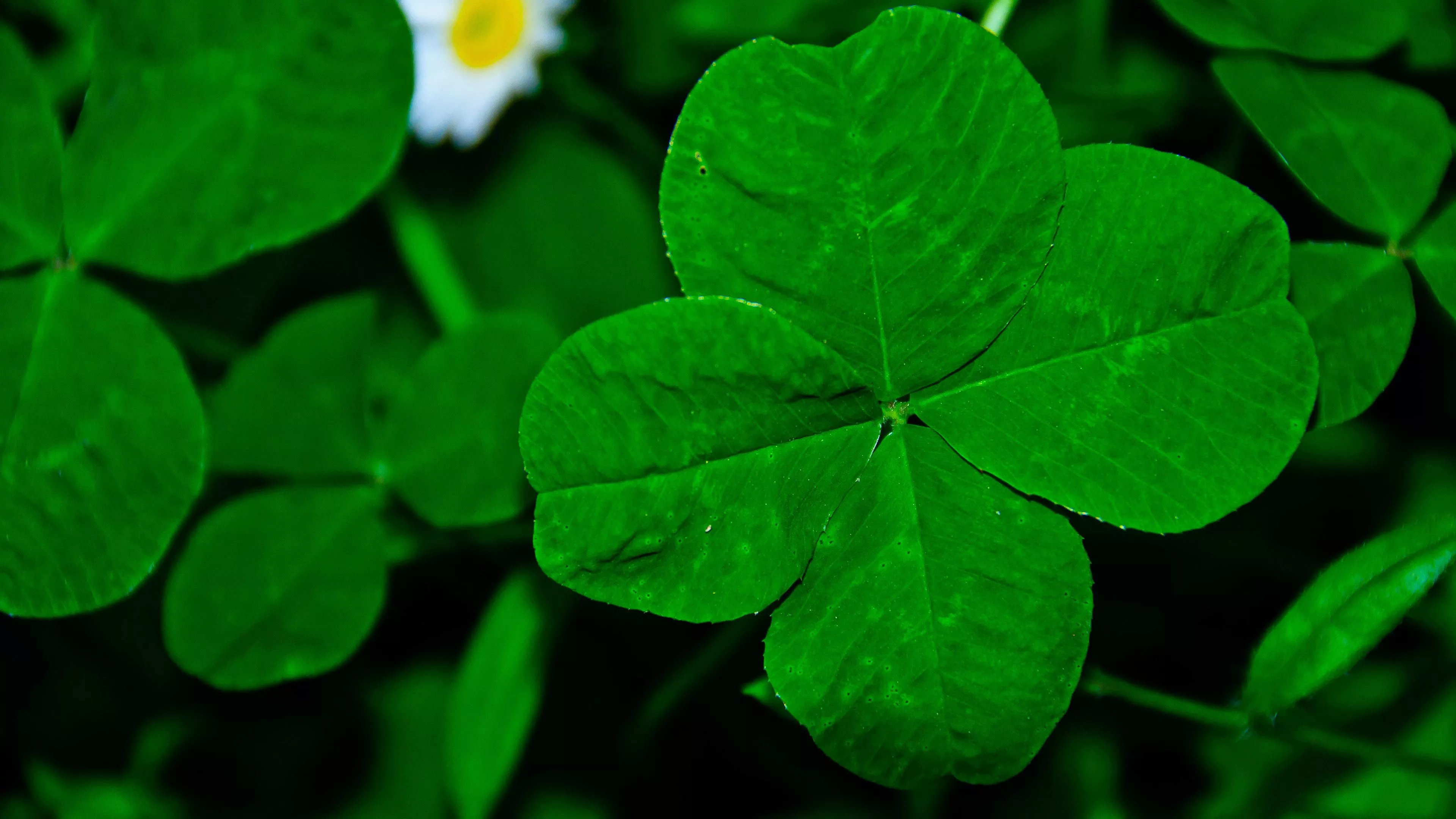 Closeup View Of Four Leaf Clover 4K HD