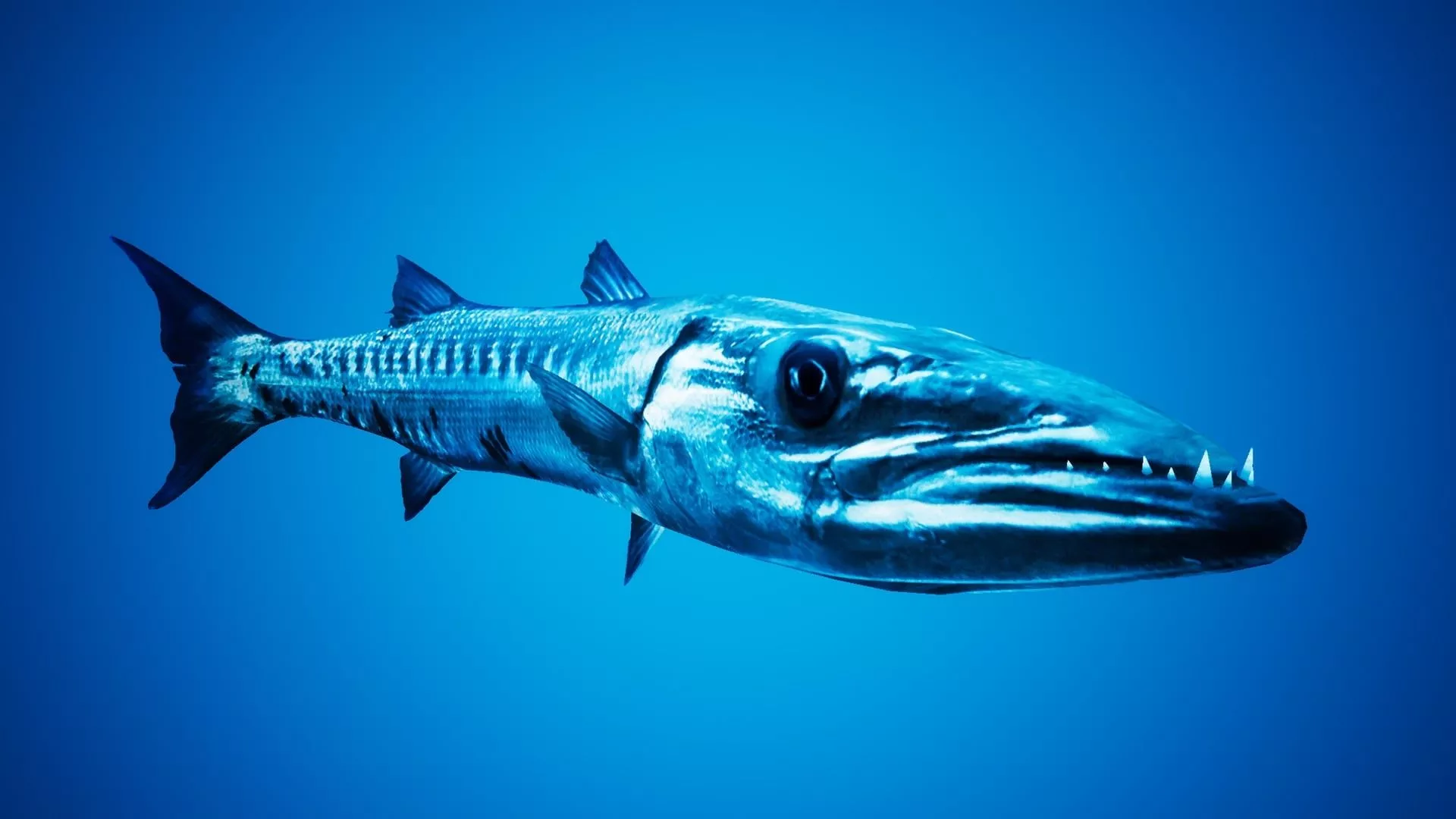 Barracuda Wallpaper