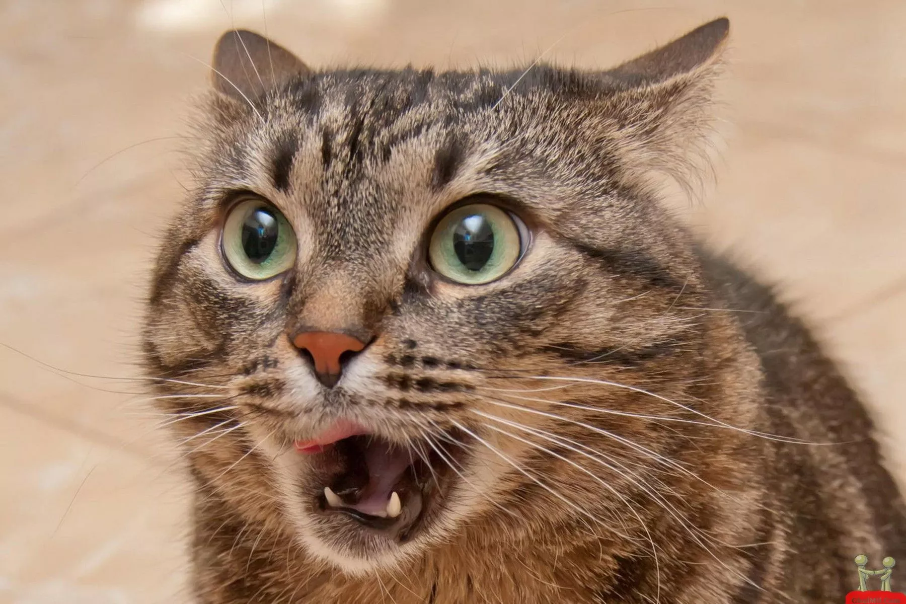 Shocked cat image