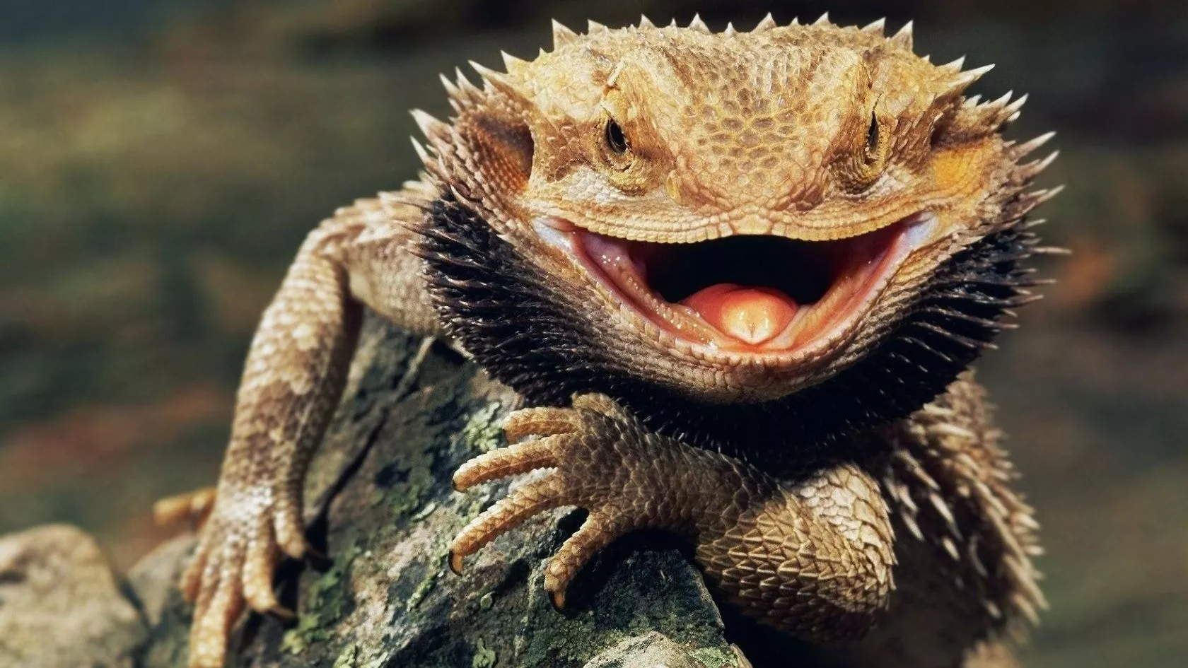 Vibrant Bearded Dragon HD Wallpaper