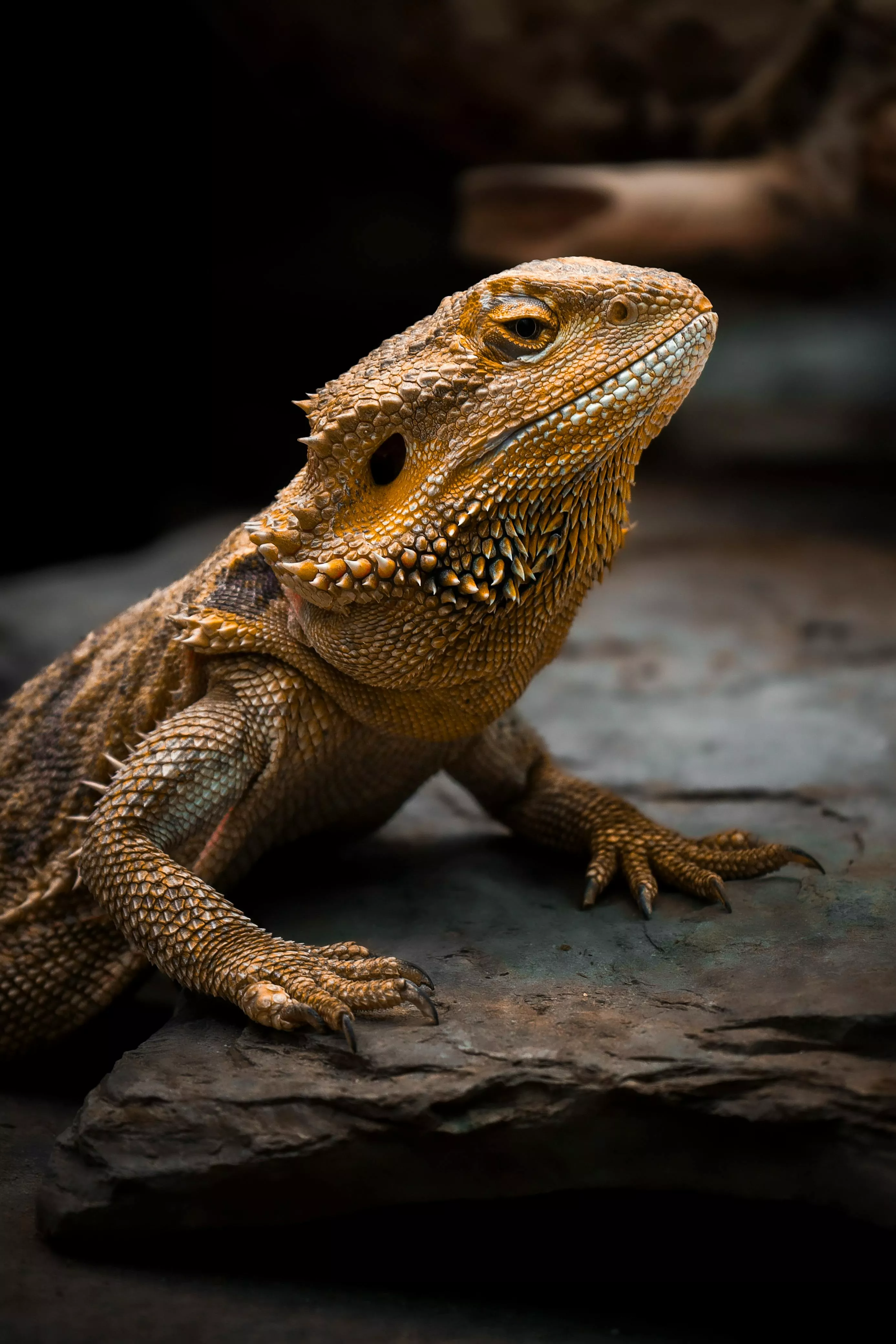 Central Bearded Dragon Photo, Download