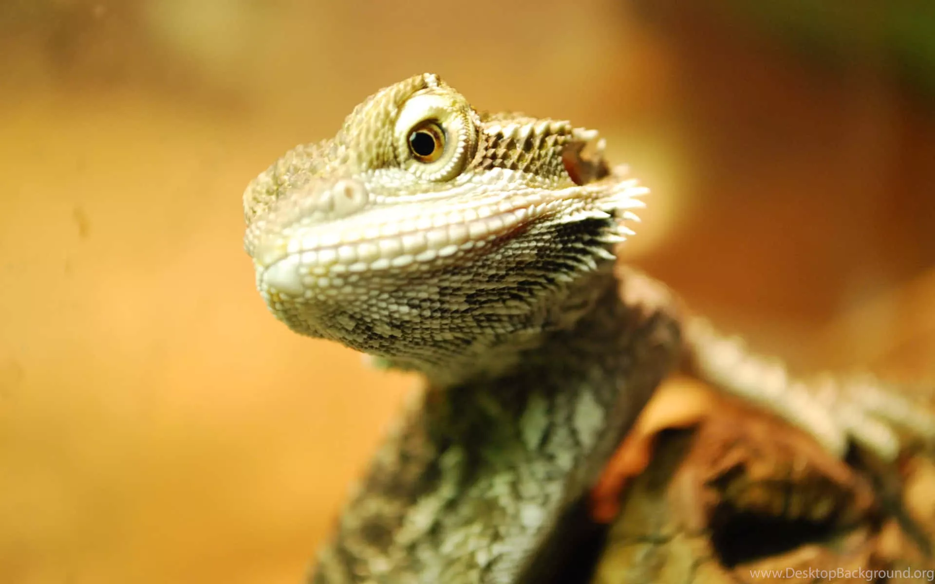 Bearded Dragon Wallpaper