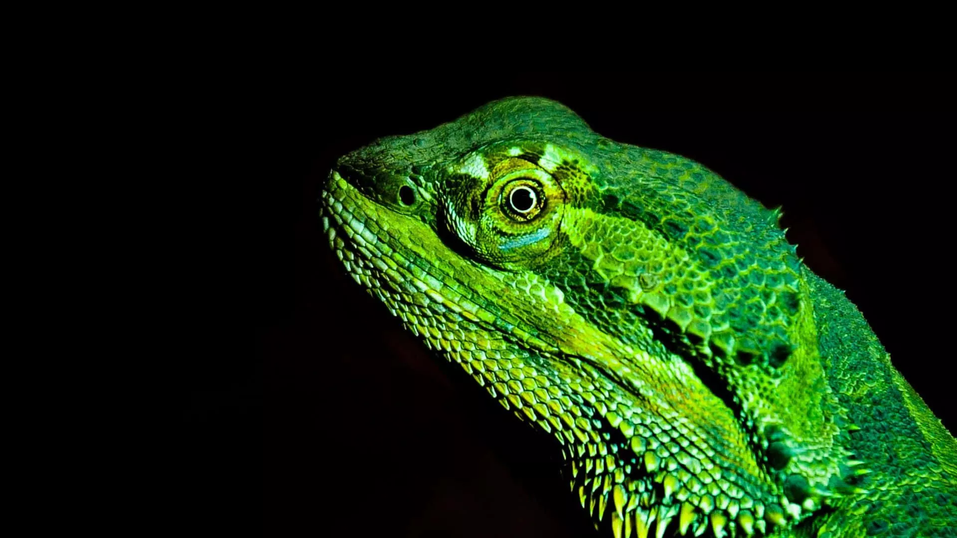 Green Bearded Dragon Wallpaper