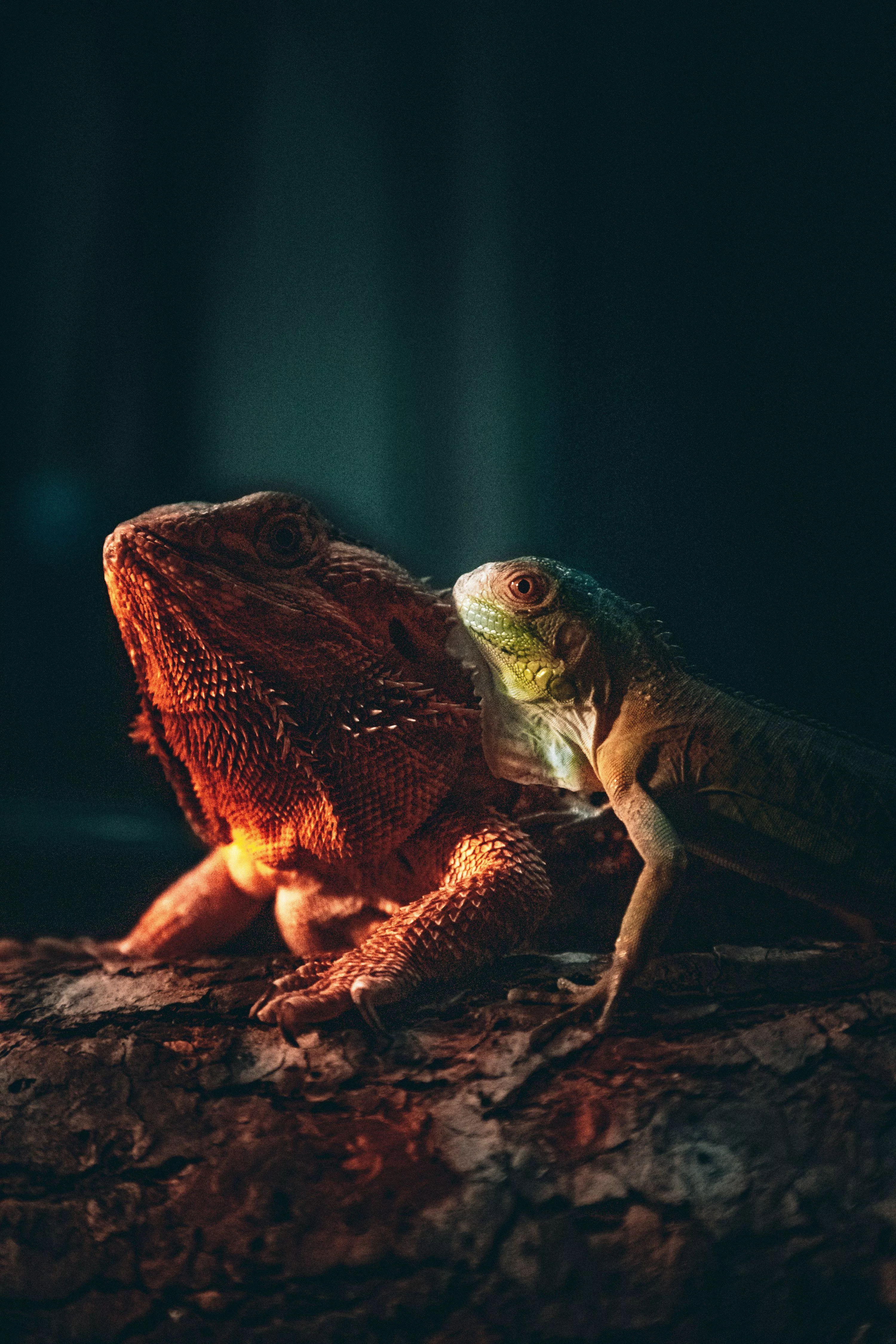 Brown and gray bearded dragon photo