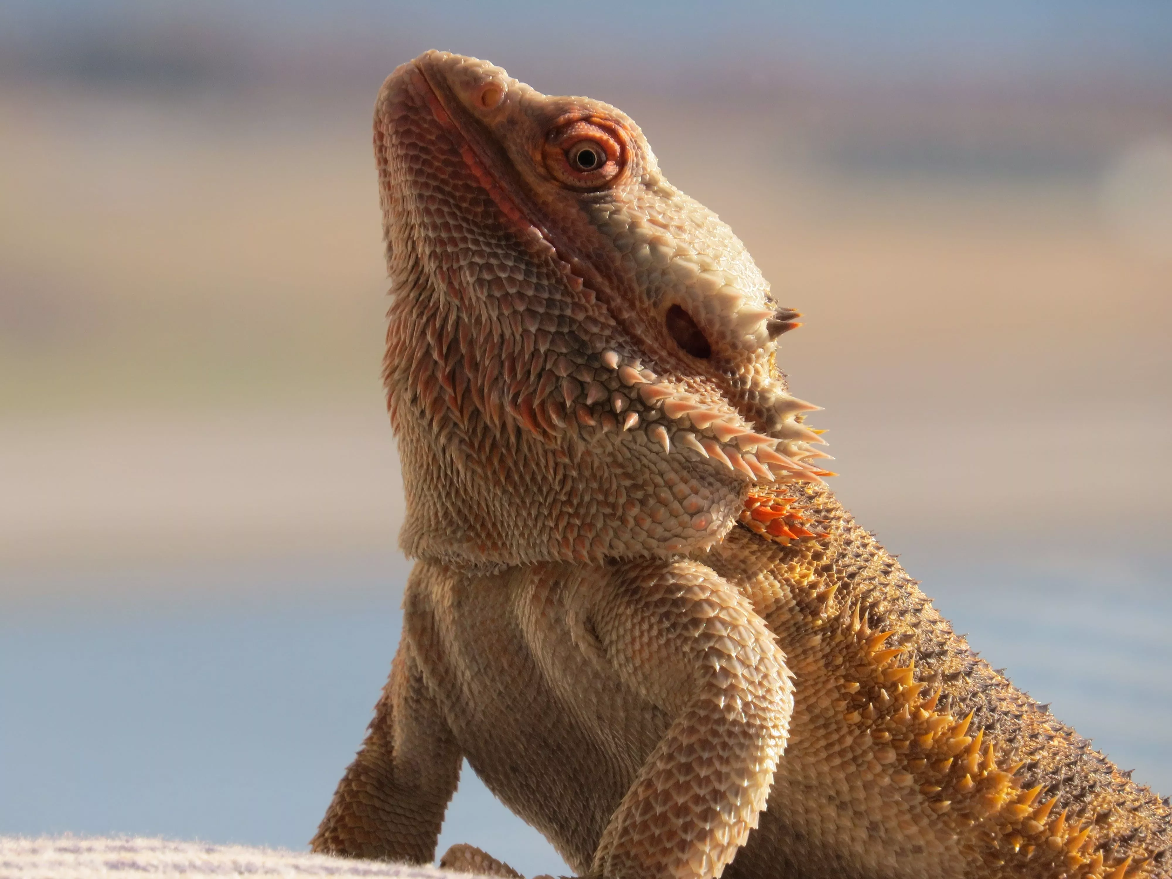 central bearded dragon, lizard, reptile