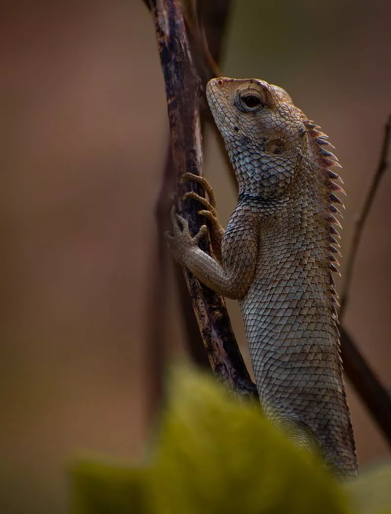 HD bearded dragon lizard wallpaper