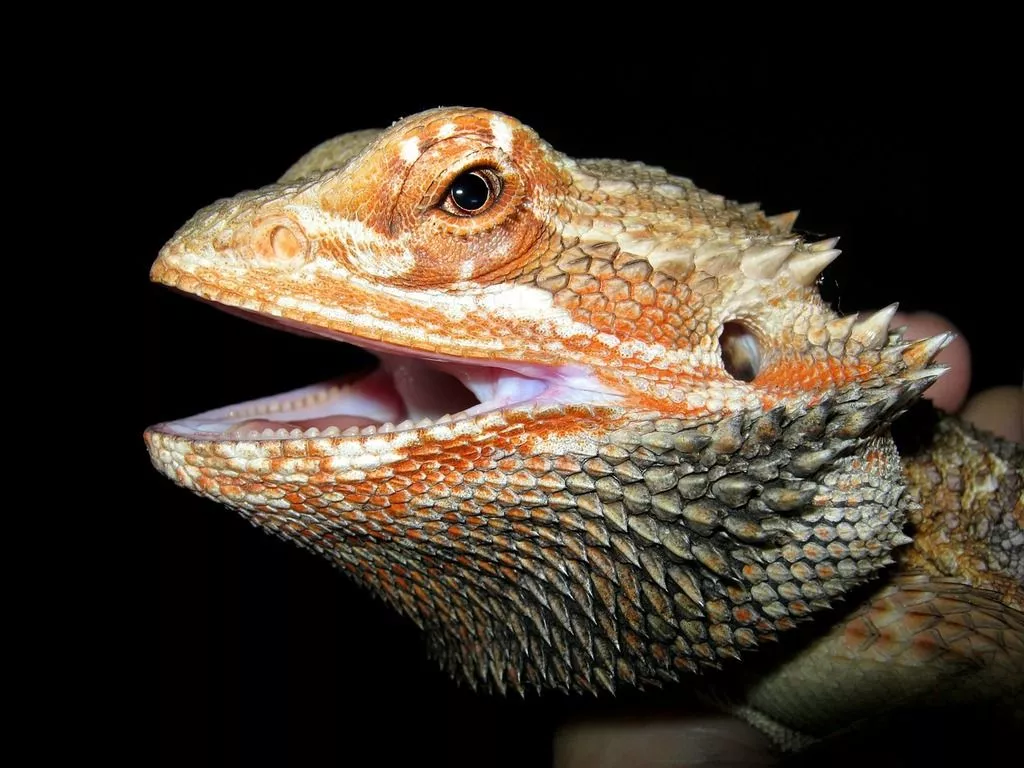 Bearded dragon head orange