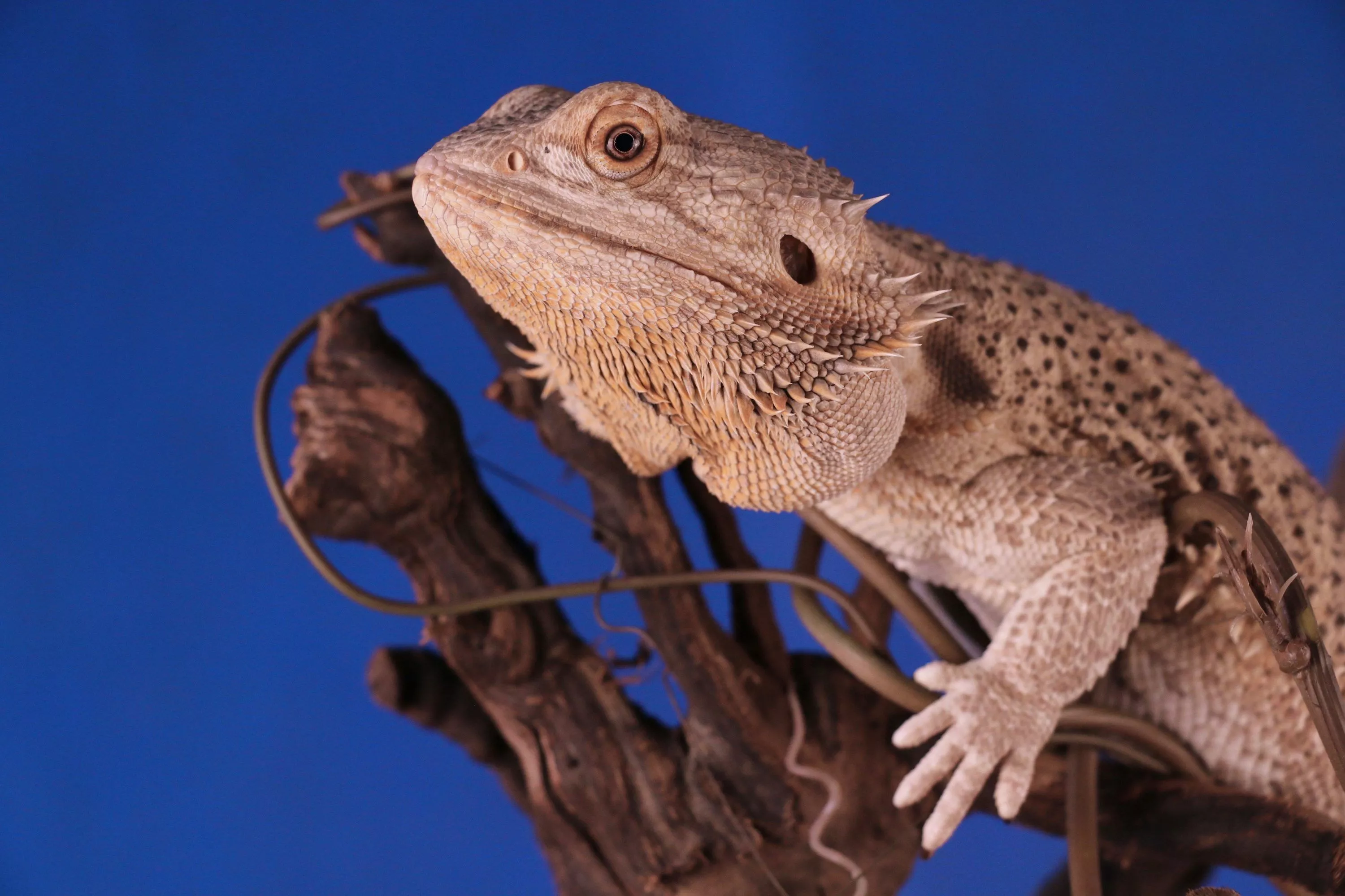 45,Bearded Dragon Picture