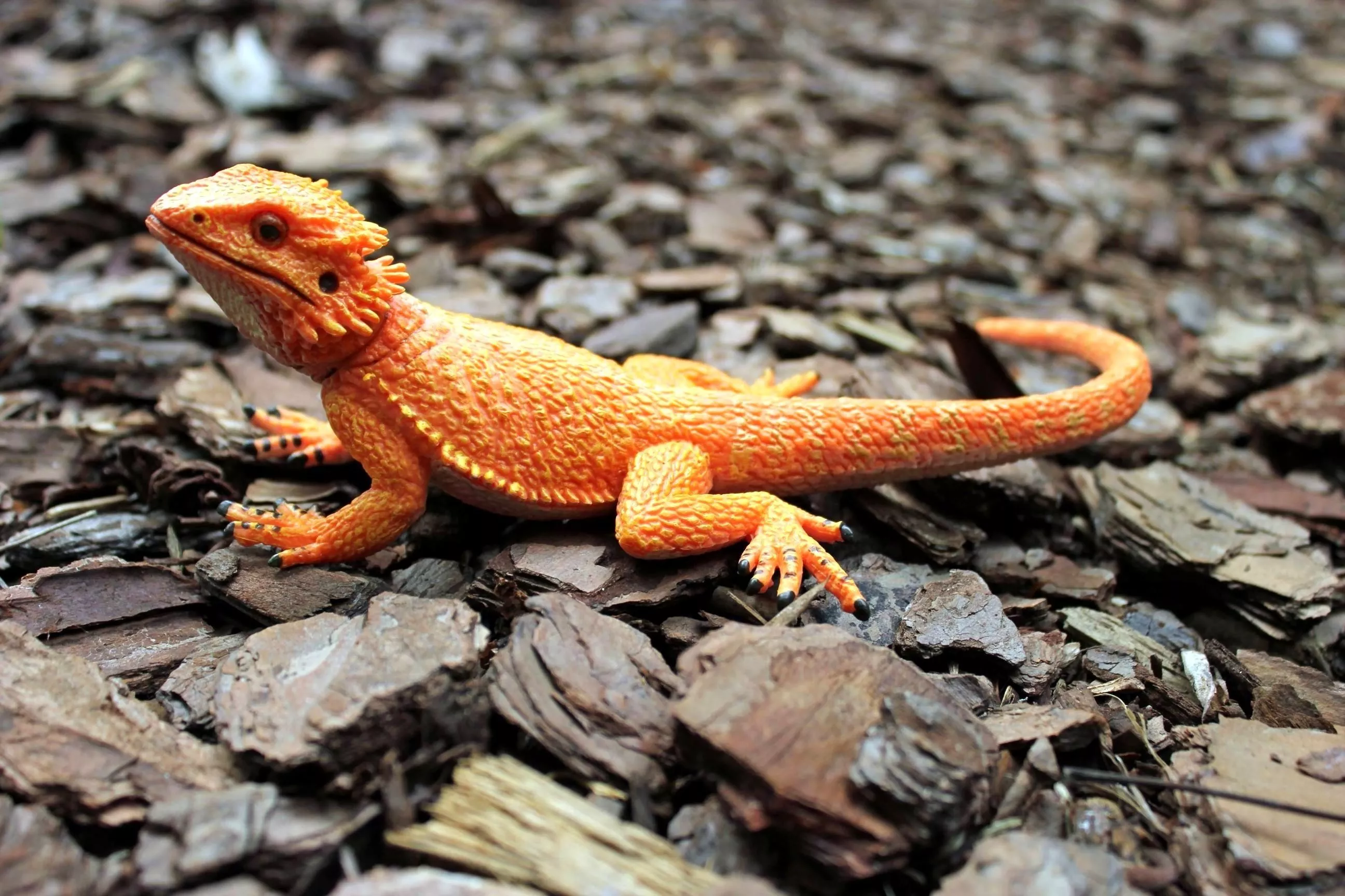 Bearded Dragon Widescreen Wallpaper