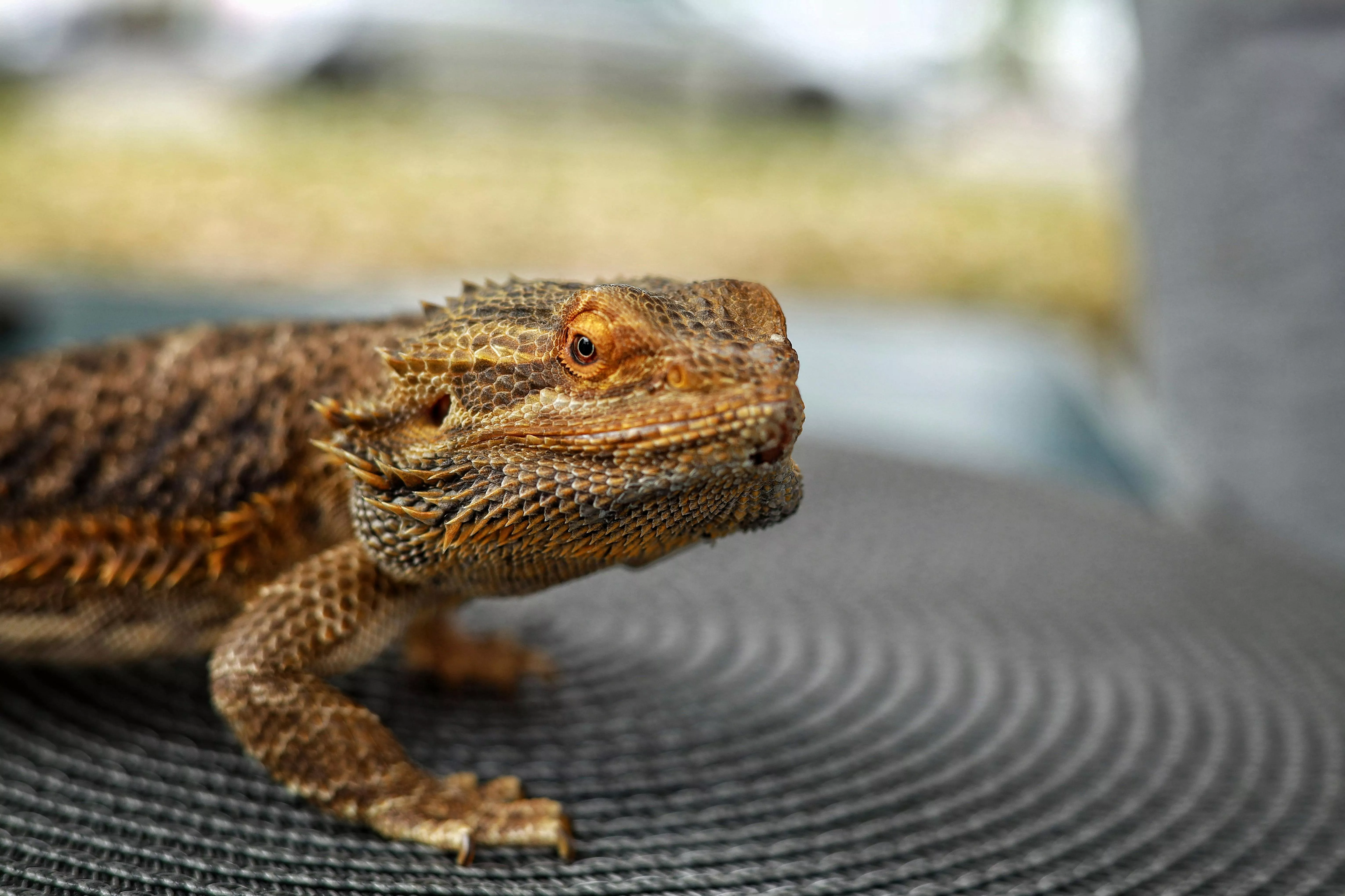 Central Bearded Dragon Lizard