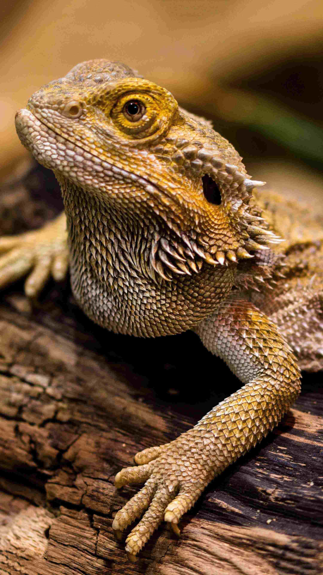 Download free Bearded Dragon Close Up
