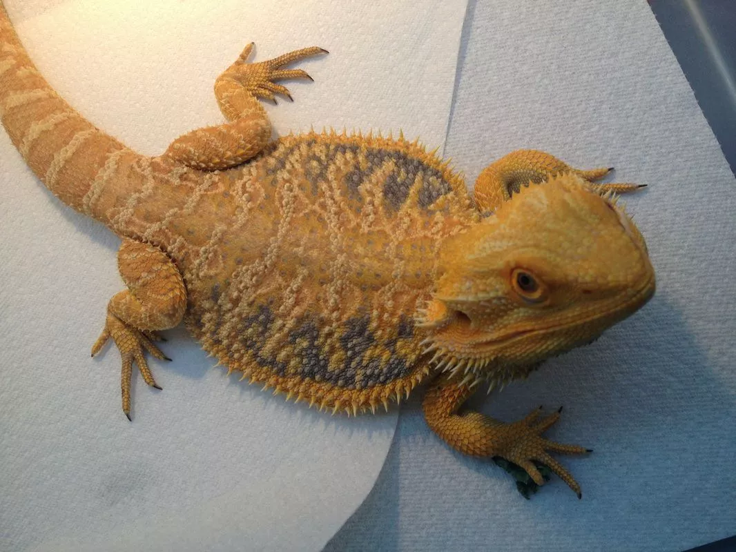 Bearded Dragon Morphs, Colors