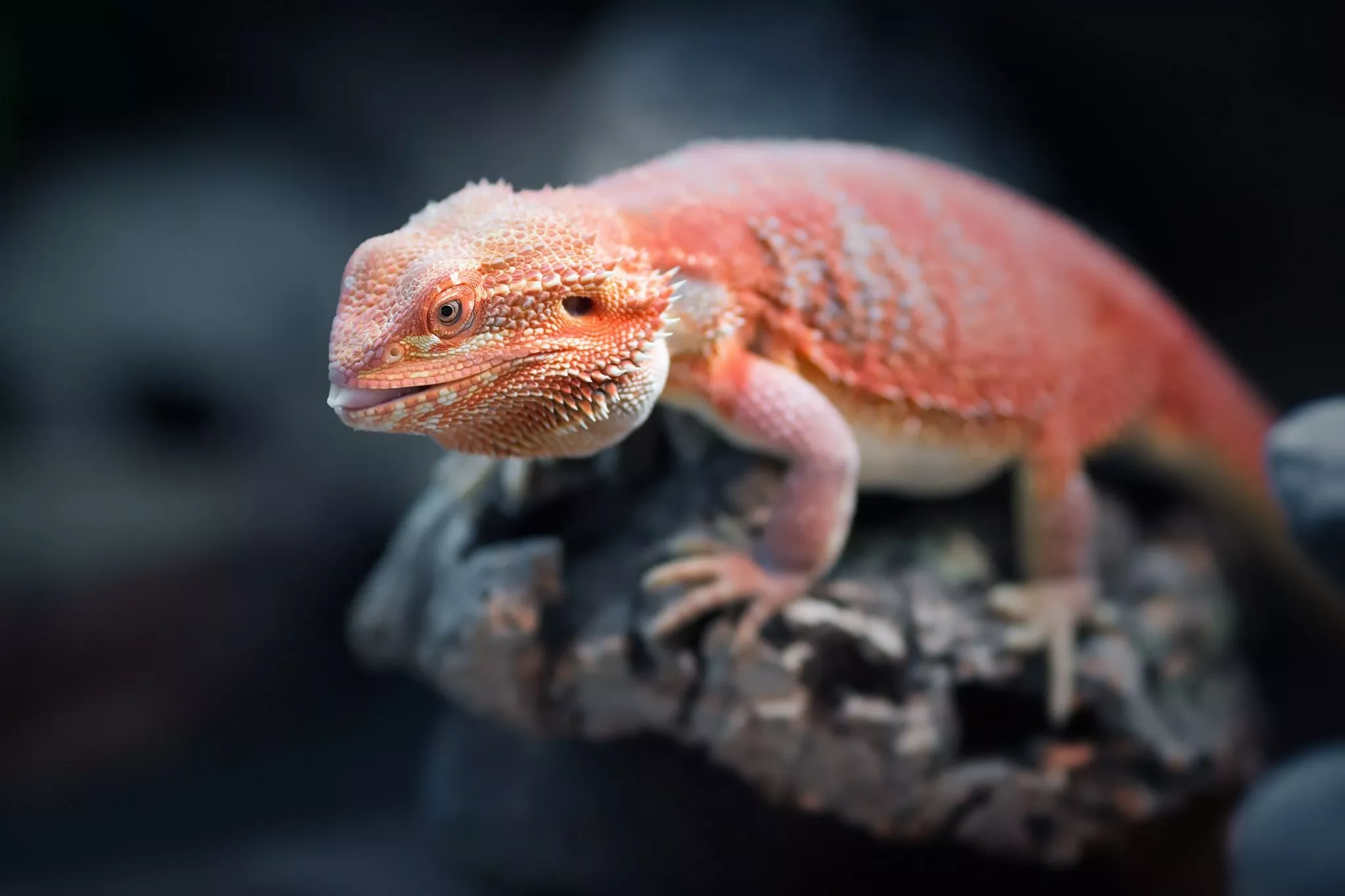 Download Lizard Reptile Animal Bearded