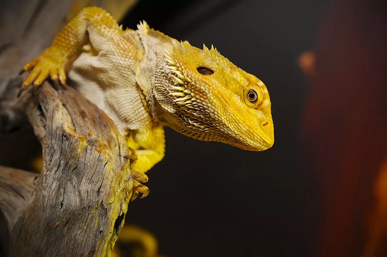 Desktop Wallpaper Lizard Reptiles