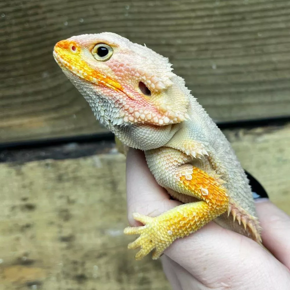 Male Bearded Dragon