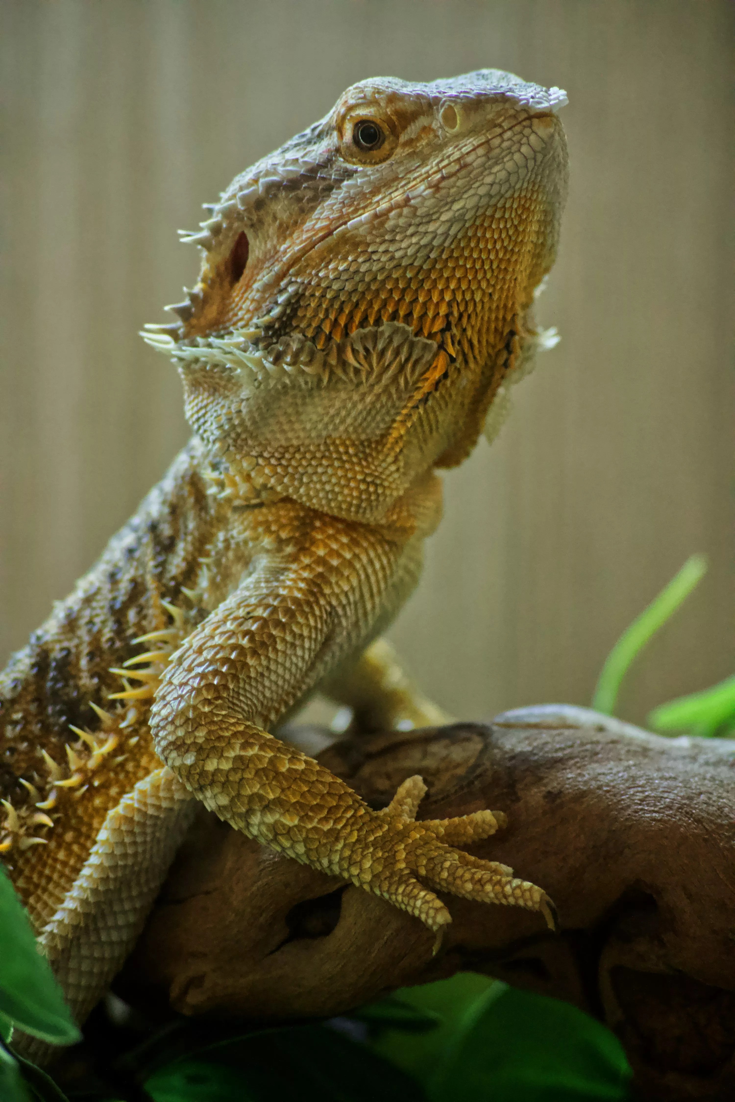 45,Bearded Dragon Picture