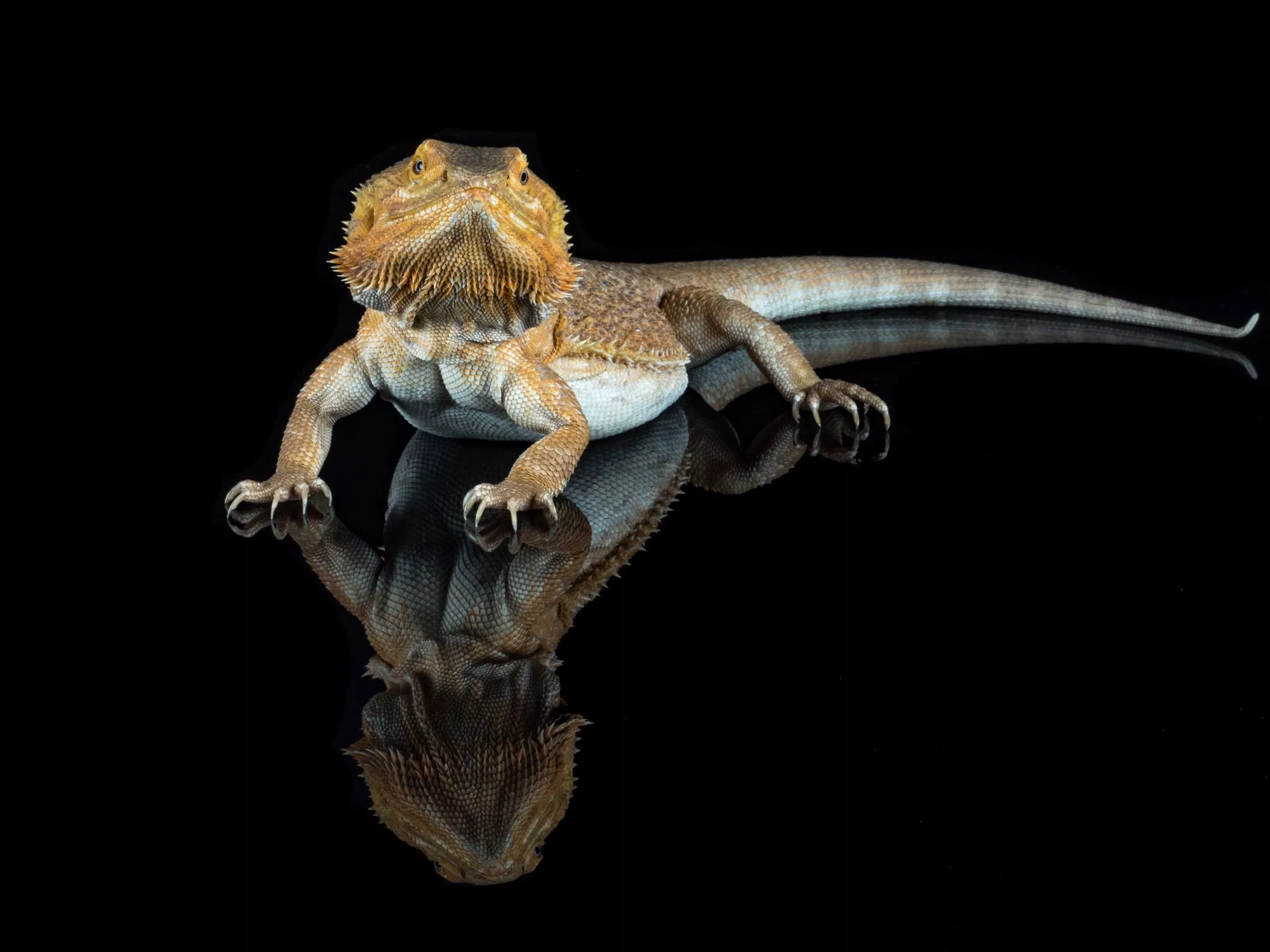 Lizard Animal Bearded Dragon HD Wallpaper