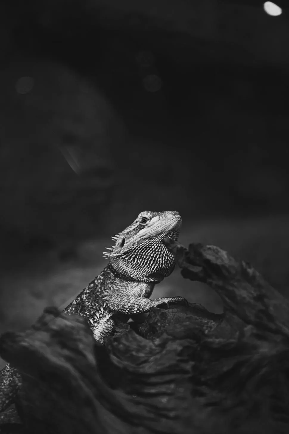 white image of a bearded dragon on wood