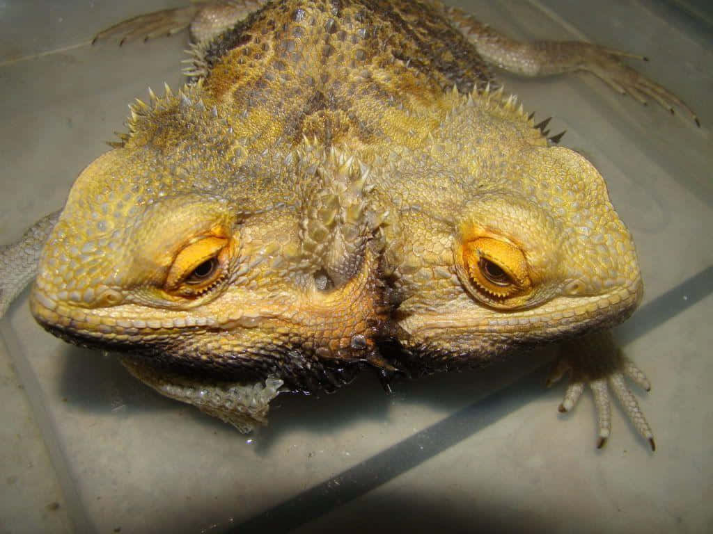 Close Up Bearded Dragon