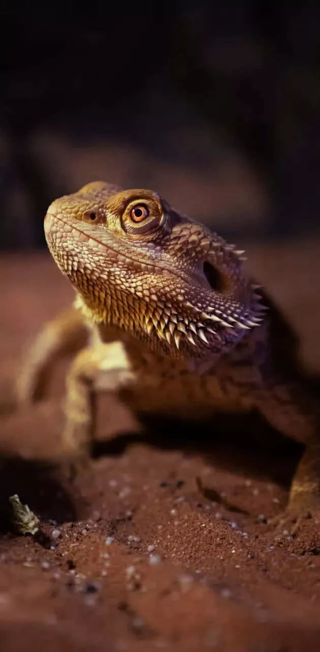 Bearded Dragon Wallpaper