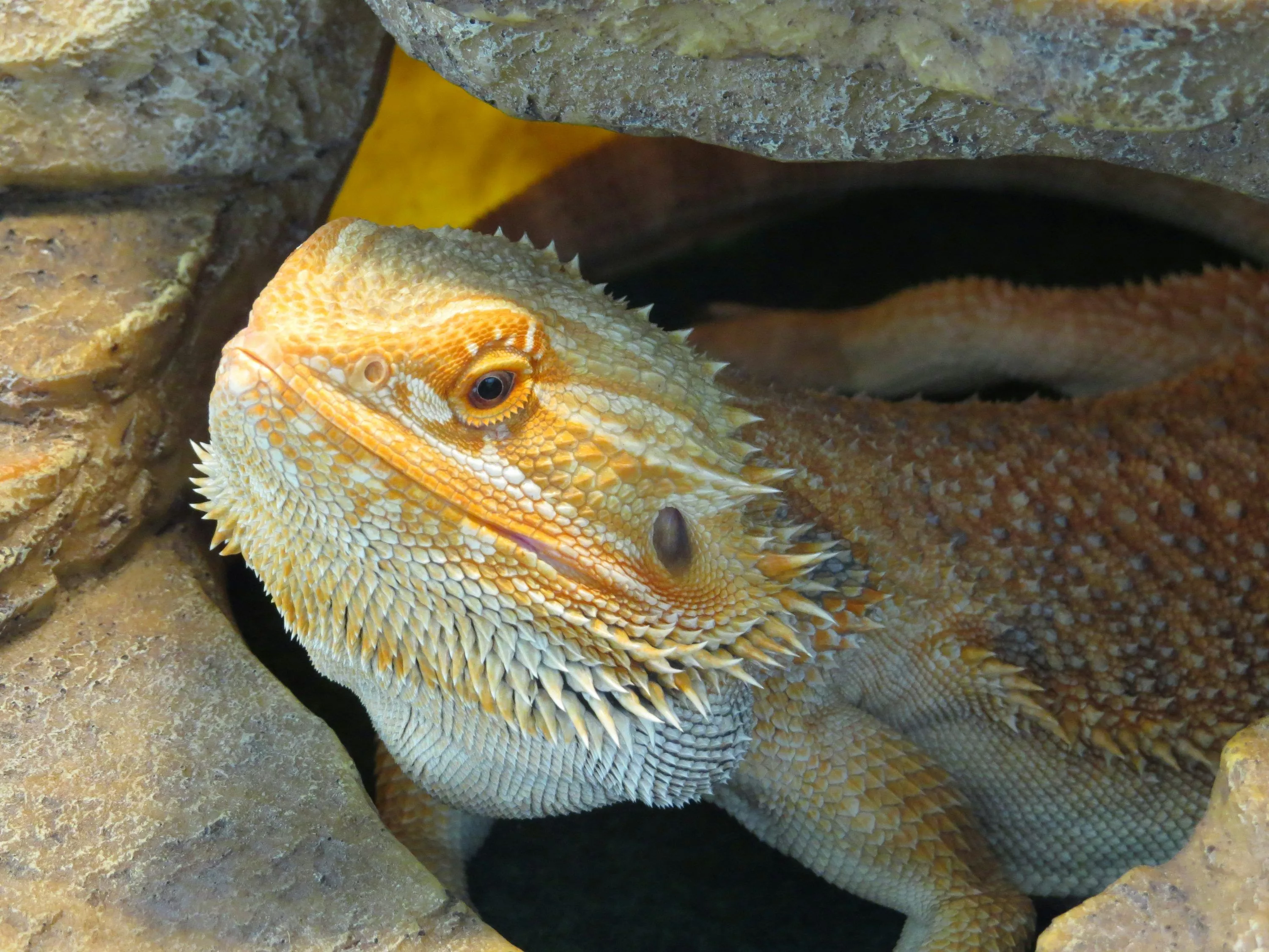 Bearded Dragons Picture. Download
