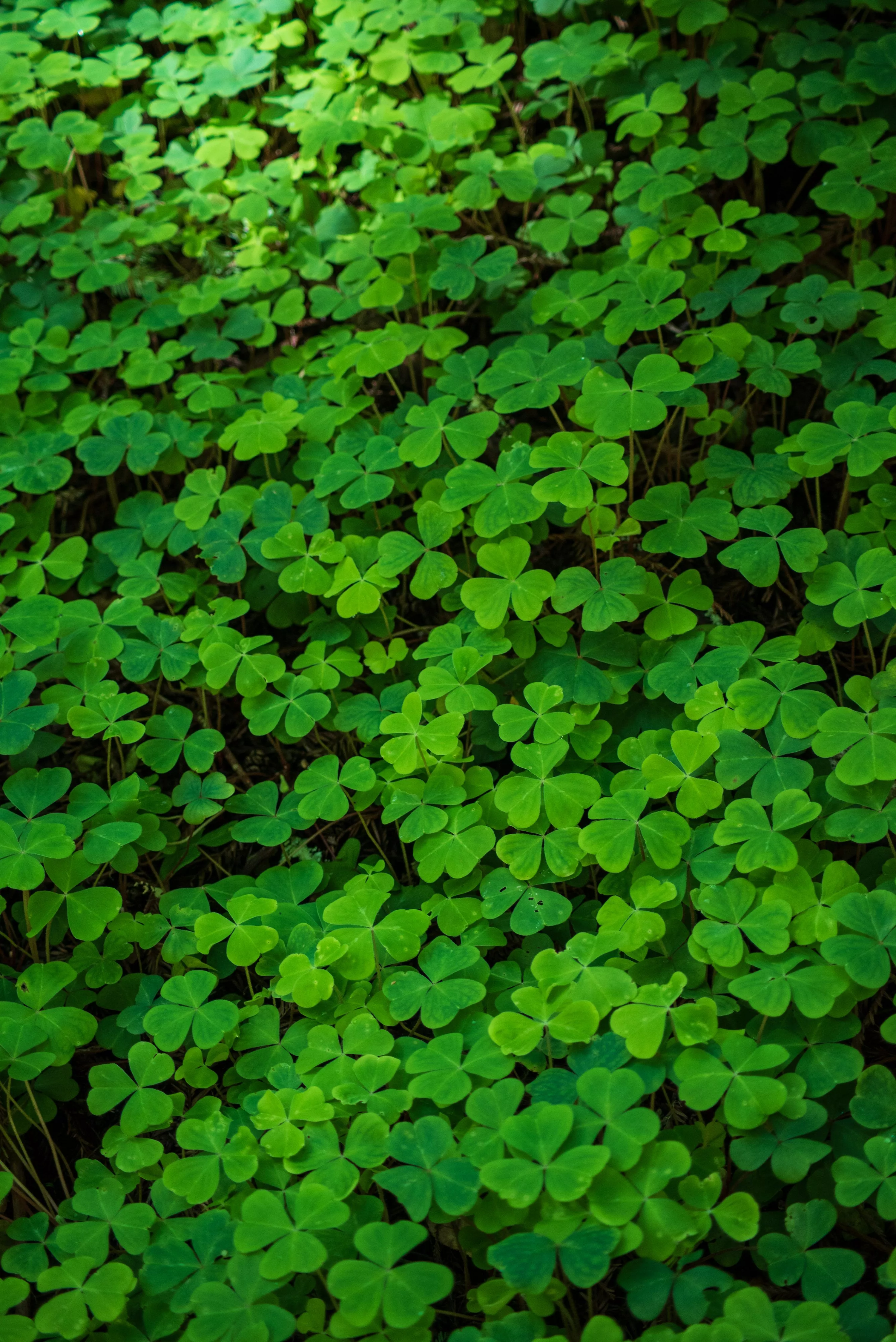 Clover Leaf Picture. Download Free