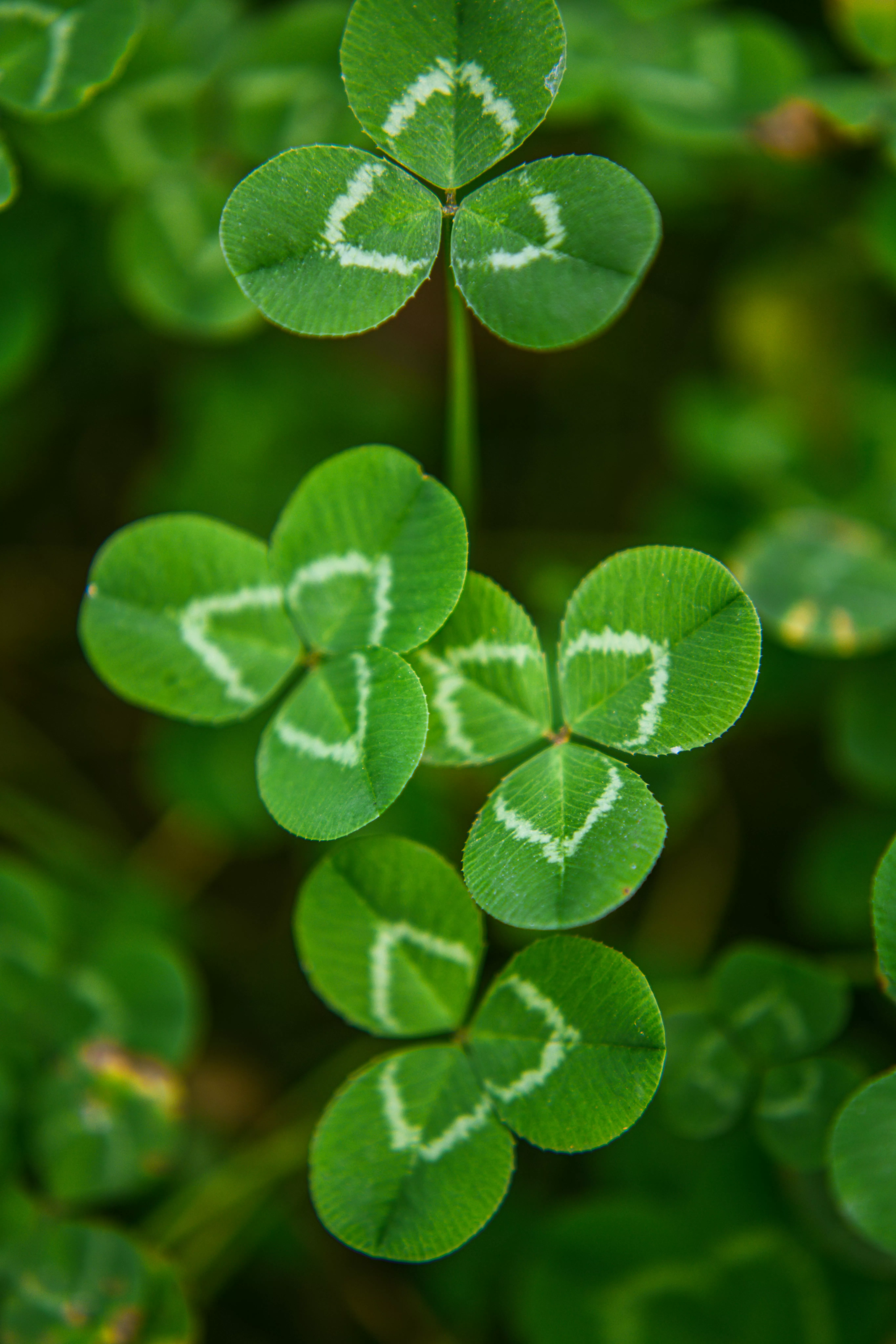 Shot Of A Three Leaf Clover Plants
