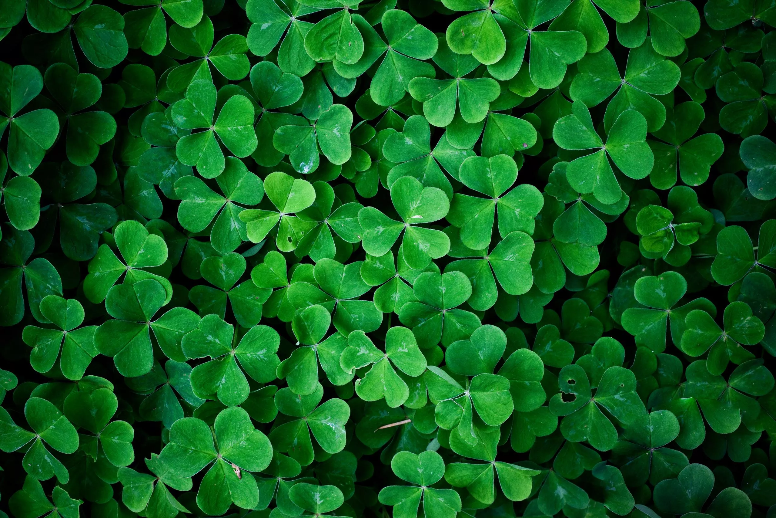 Download Nature Clover HD Wallpaper