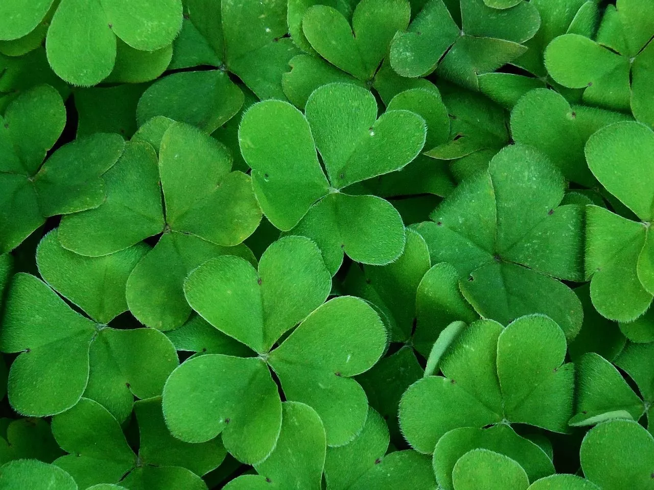 Background Shamrock Plant photo