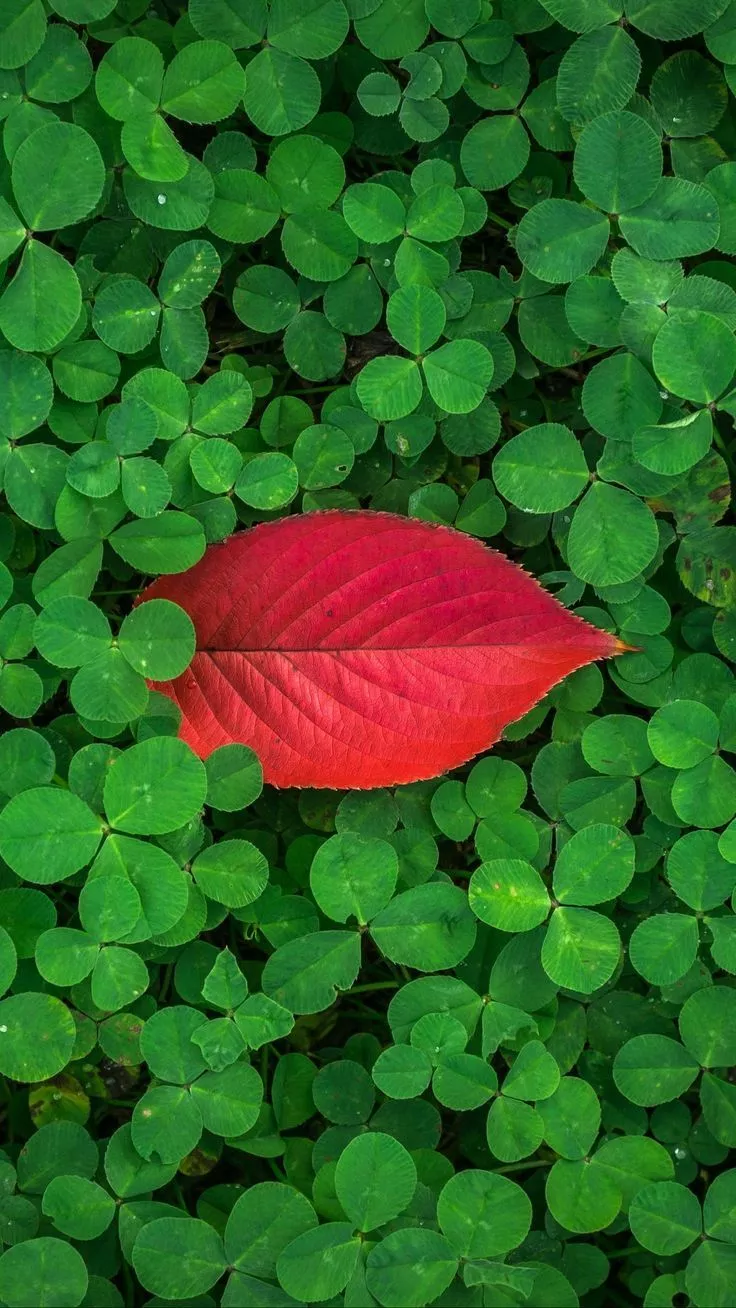 Clover Leaves Plant Green Red Wallpaper