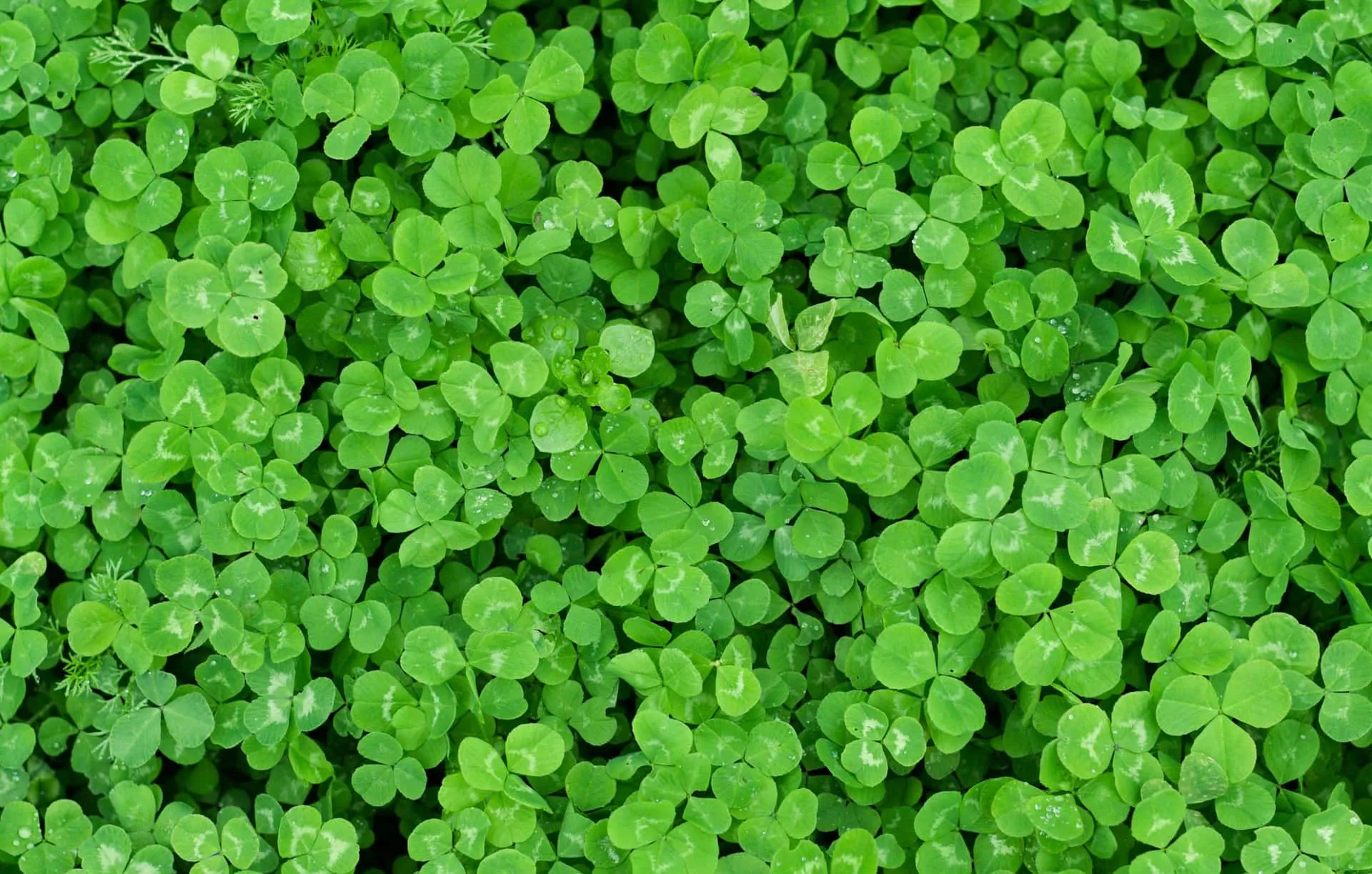 Download Four Leaf Clover Plant Bush
