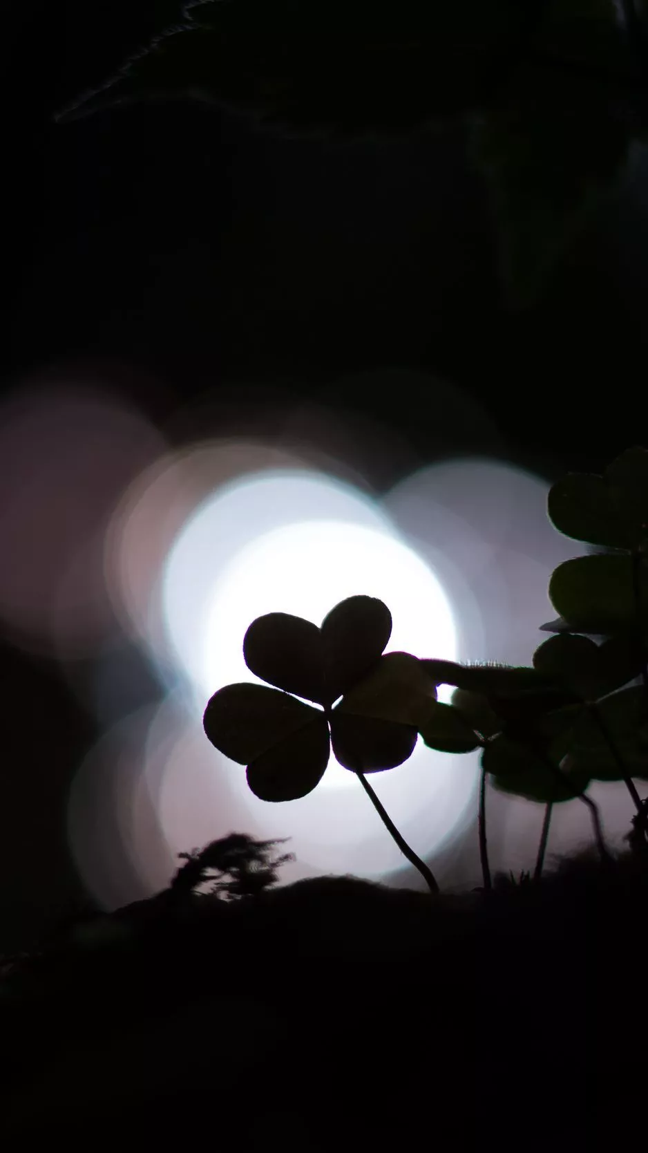 Download wallpaper 938x1668 clover