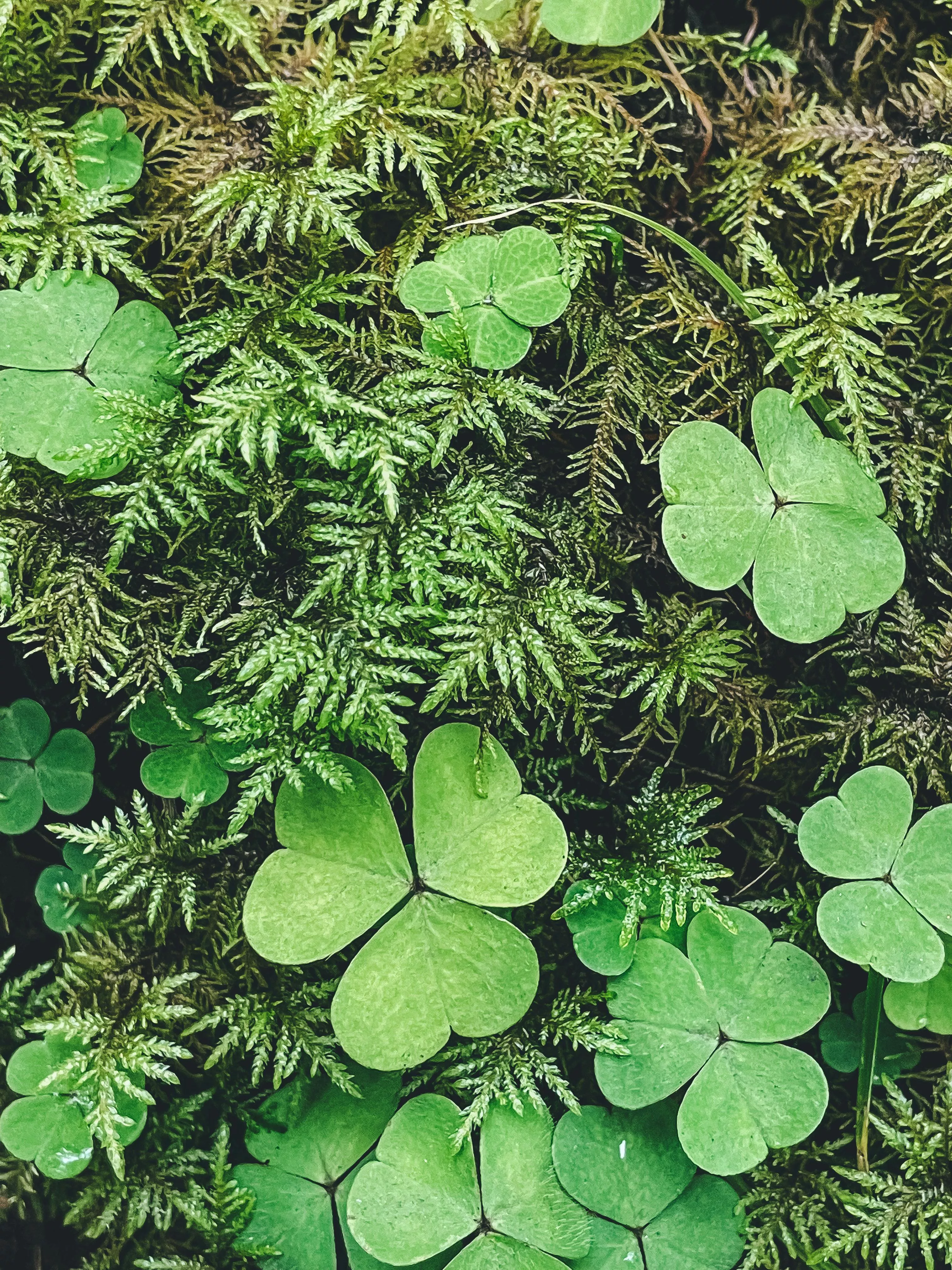 Four Leaf Clover Plants · Free
