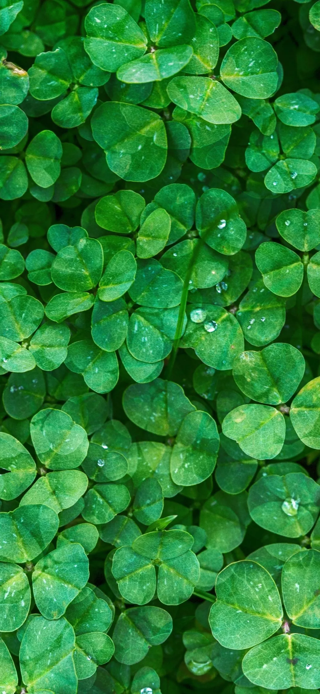 Download Shamrock wallpaper