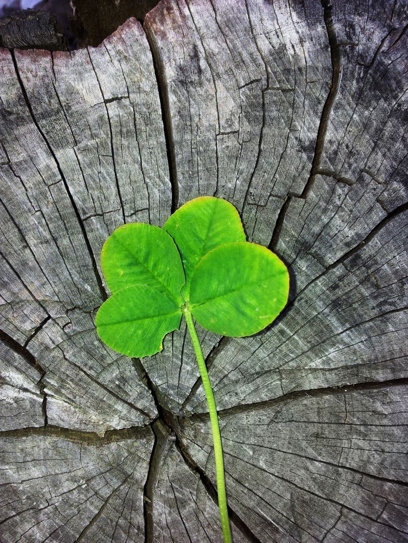 Four leaf clover Photo Image