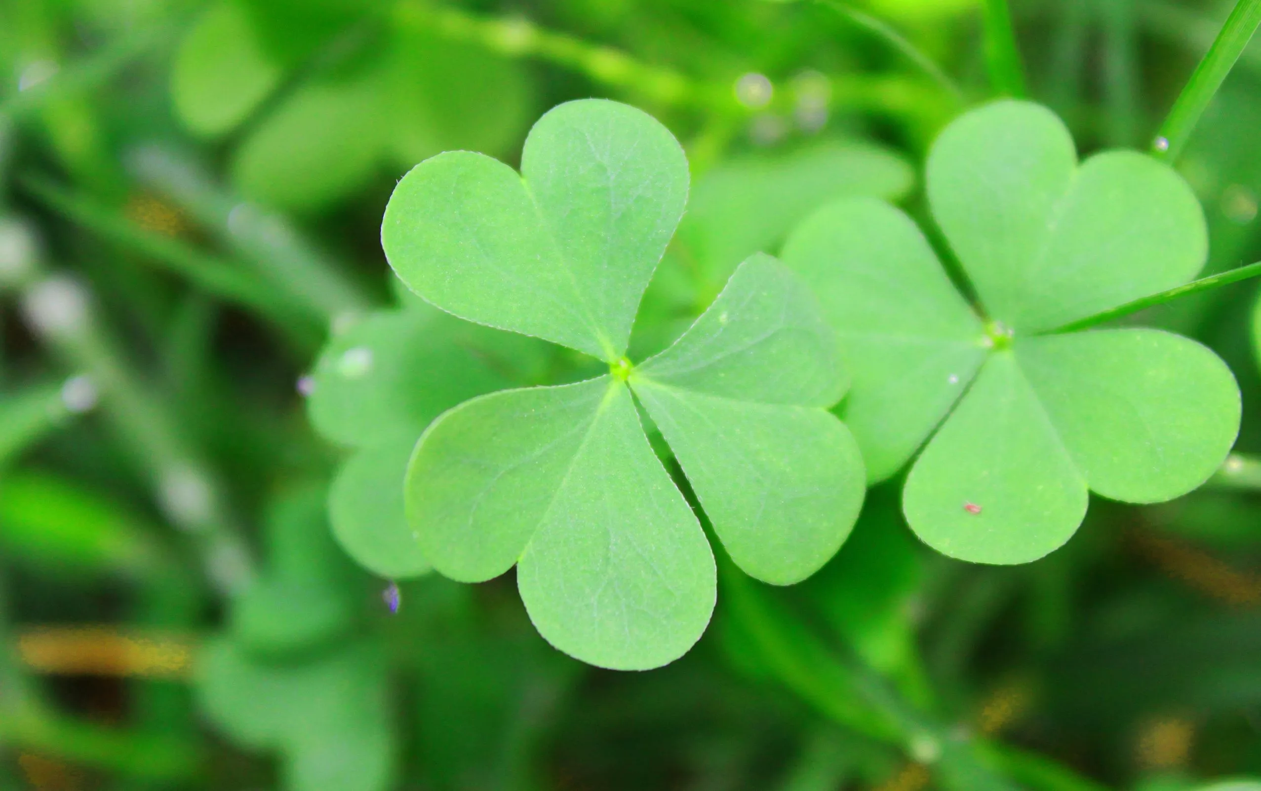Clover Wallpapers Wallpaper Cave