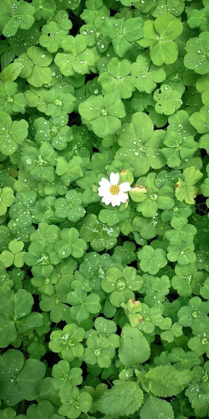 Clover Grass Green Leaves dew drop