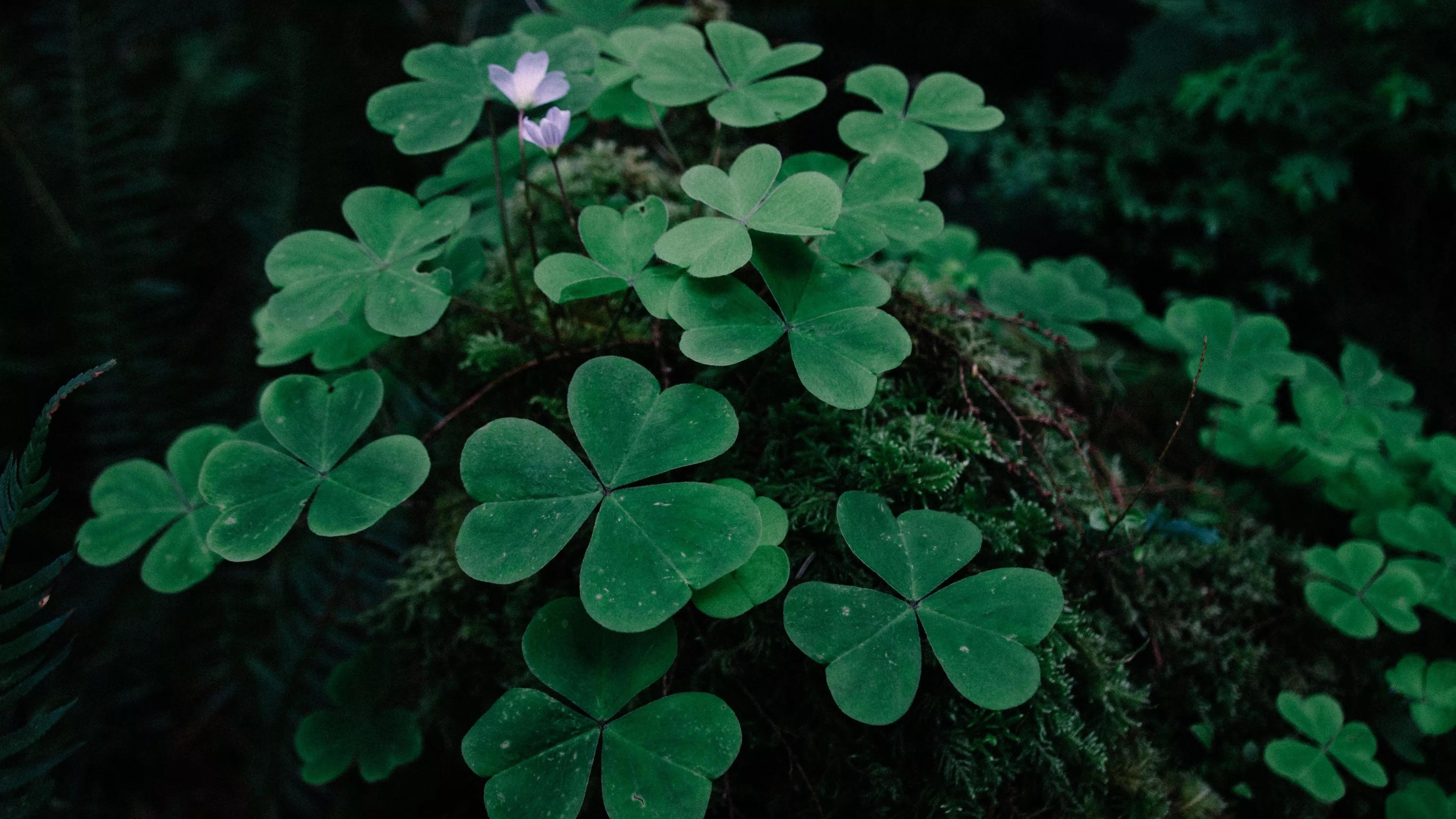 Irish Shamrock Wallpaper
