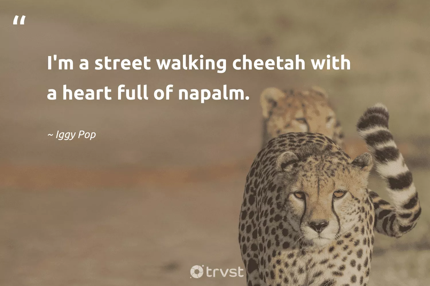 Cheetah Quotes to Inspire Agility