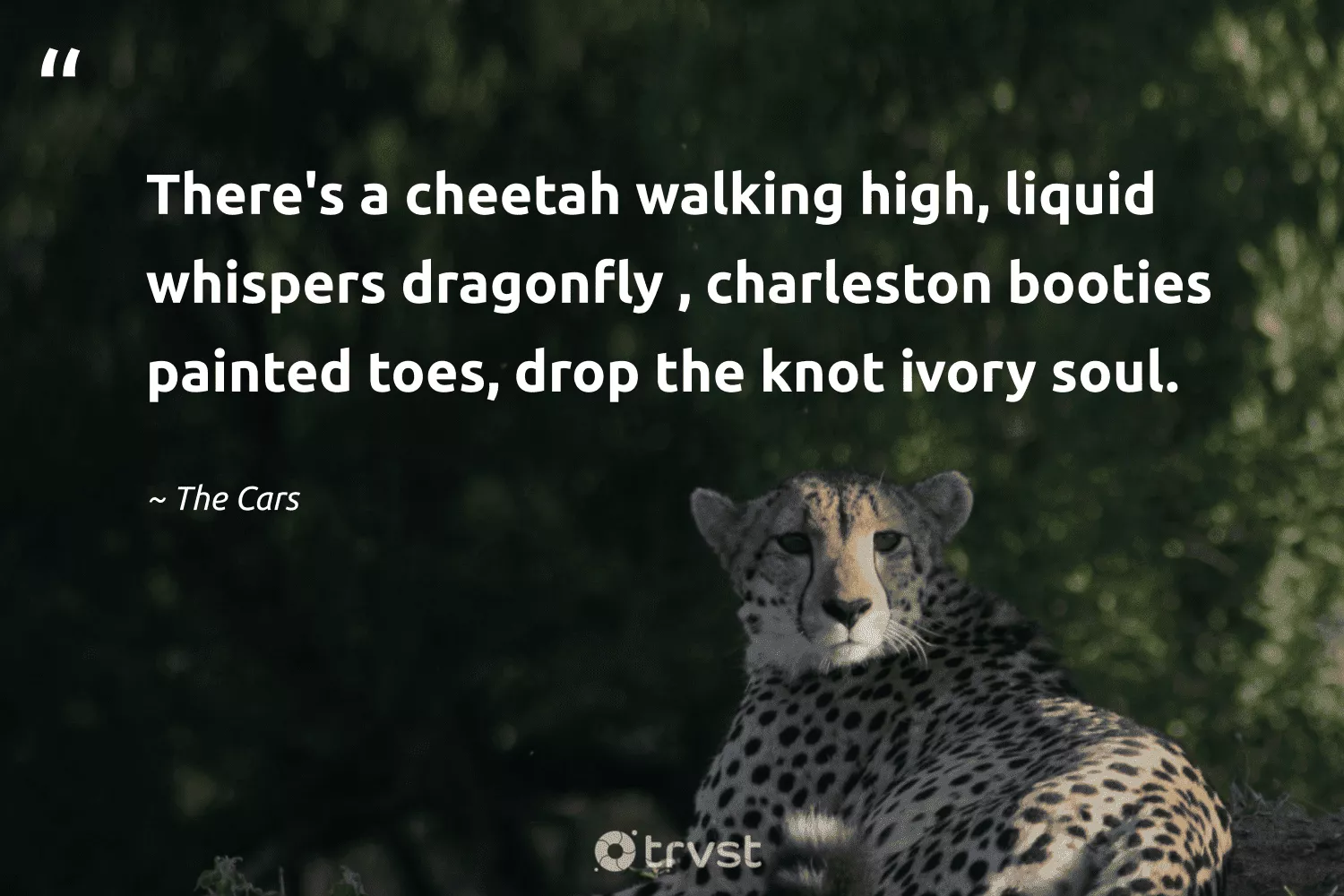 Cheetah Quotes to Inspire Agility
