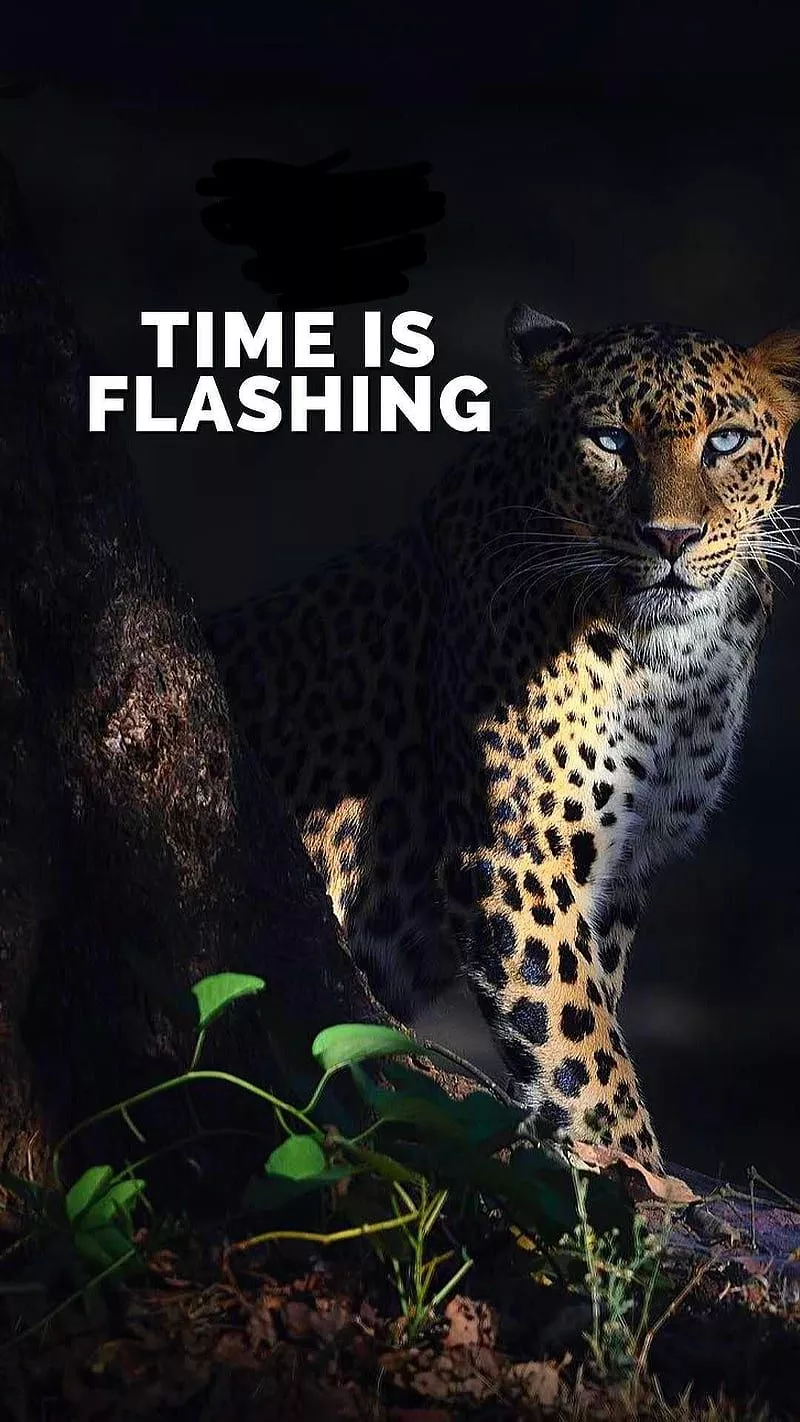 Time, animal, green leaves, jaguar