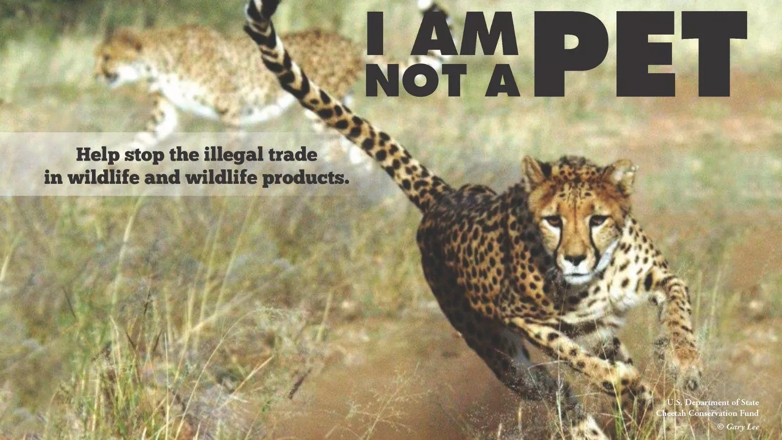 combat cheetah trafficking
