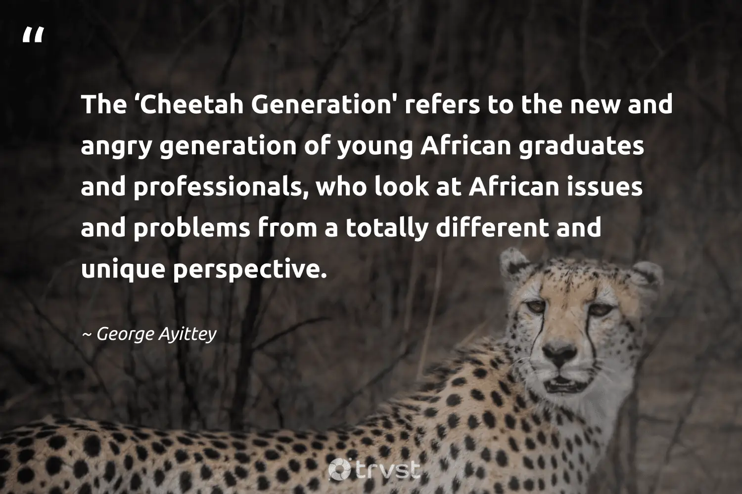 Cheetah Quotes to Inspire Agility